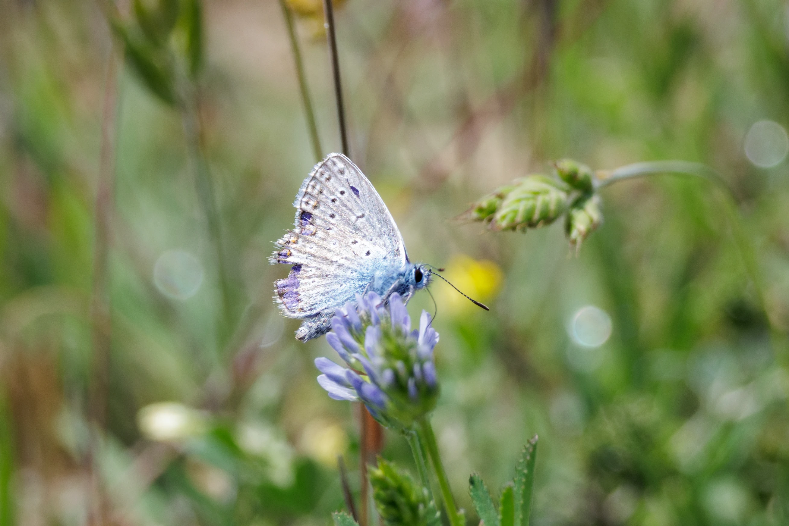 Common Blue Butterfly, Danube Delta, Romania — photo by Orlando Prugel-Bennett