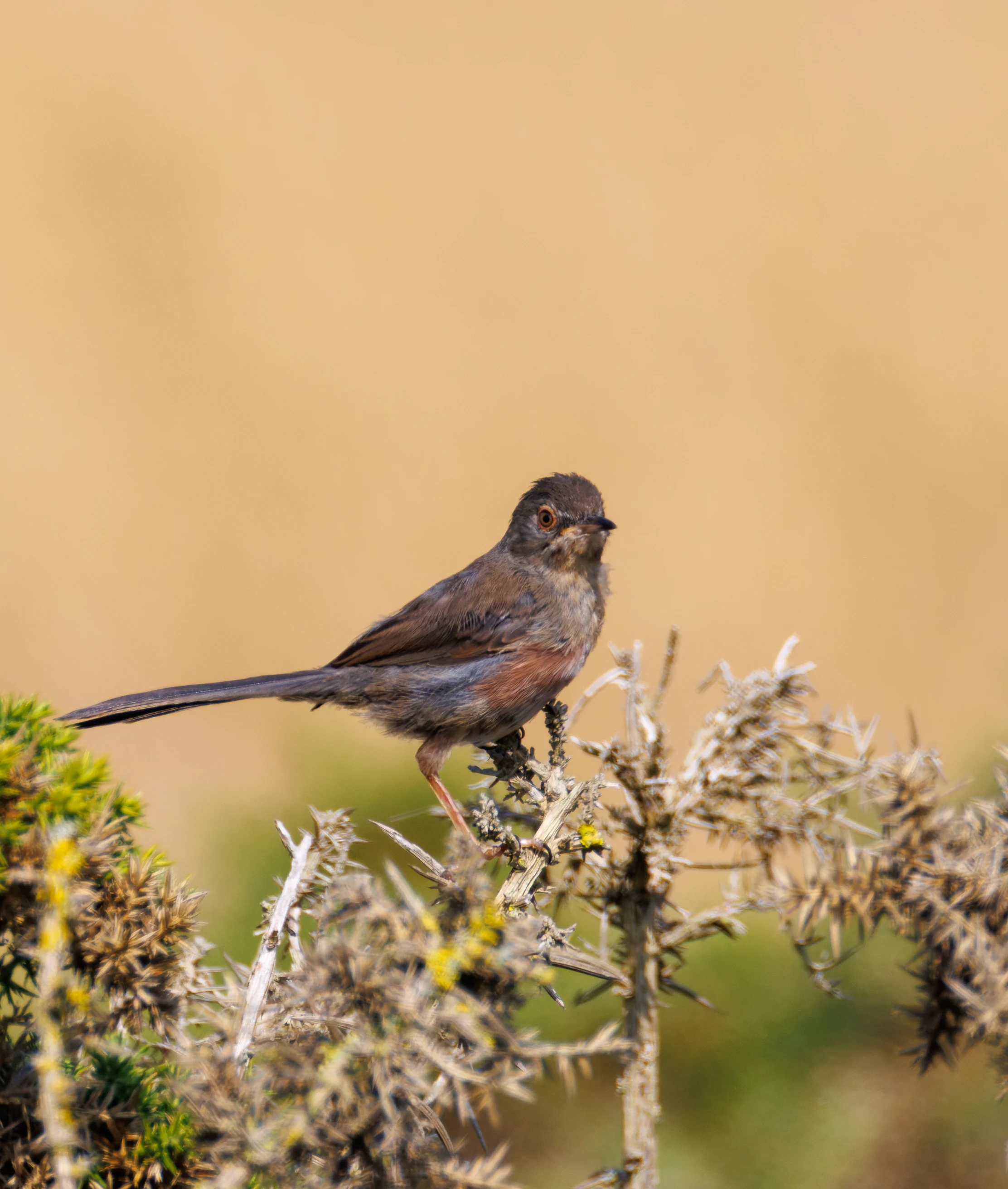 Dartford Warbler, Hamble, Hampshire, UK — photo by Orlando Prugel-Bennett