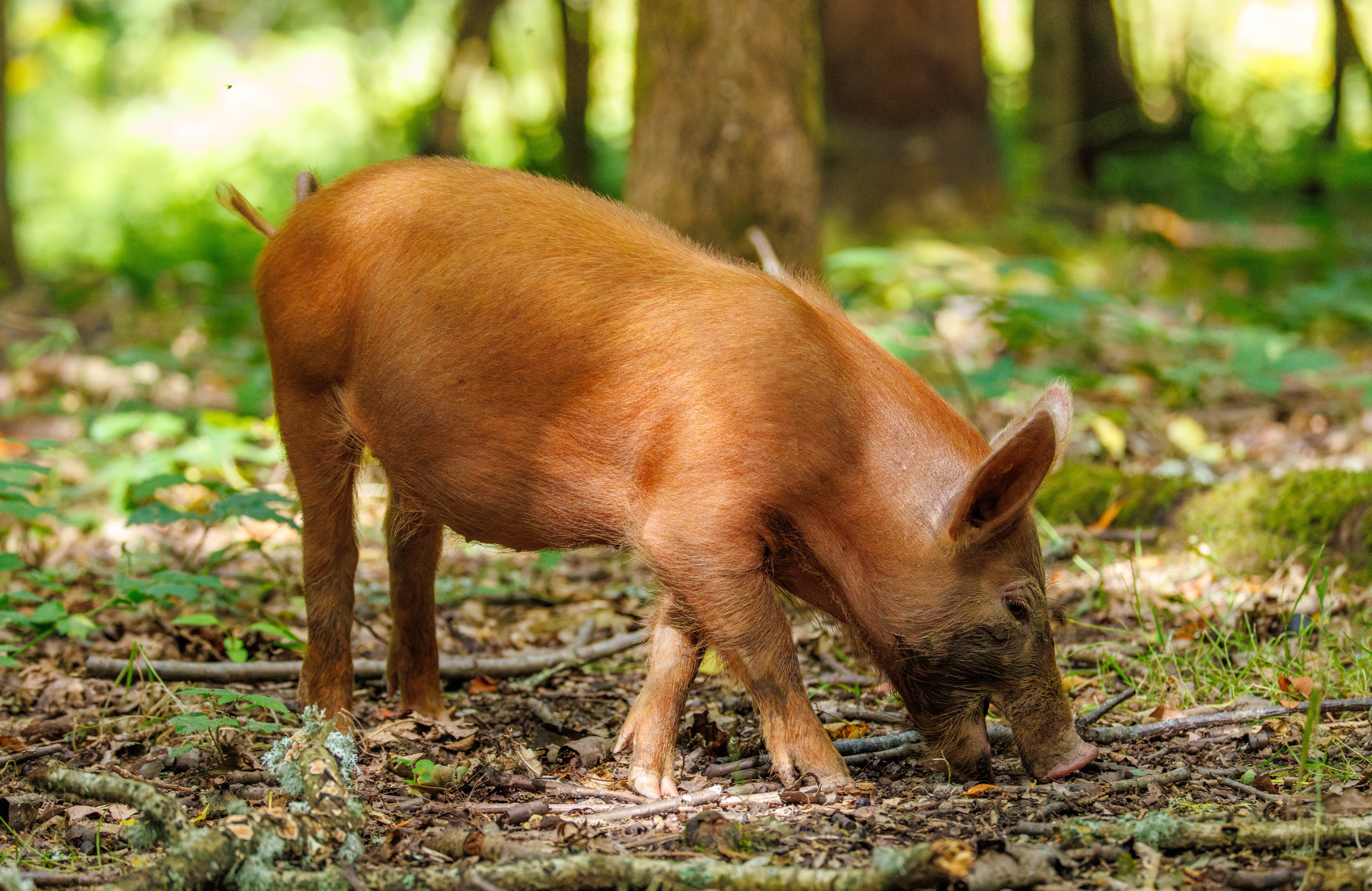 Tamworth Pig, Knepp, Horsham, West Sussex, UK — photo by Orlando Prugel-Bennett