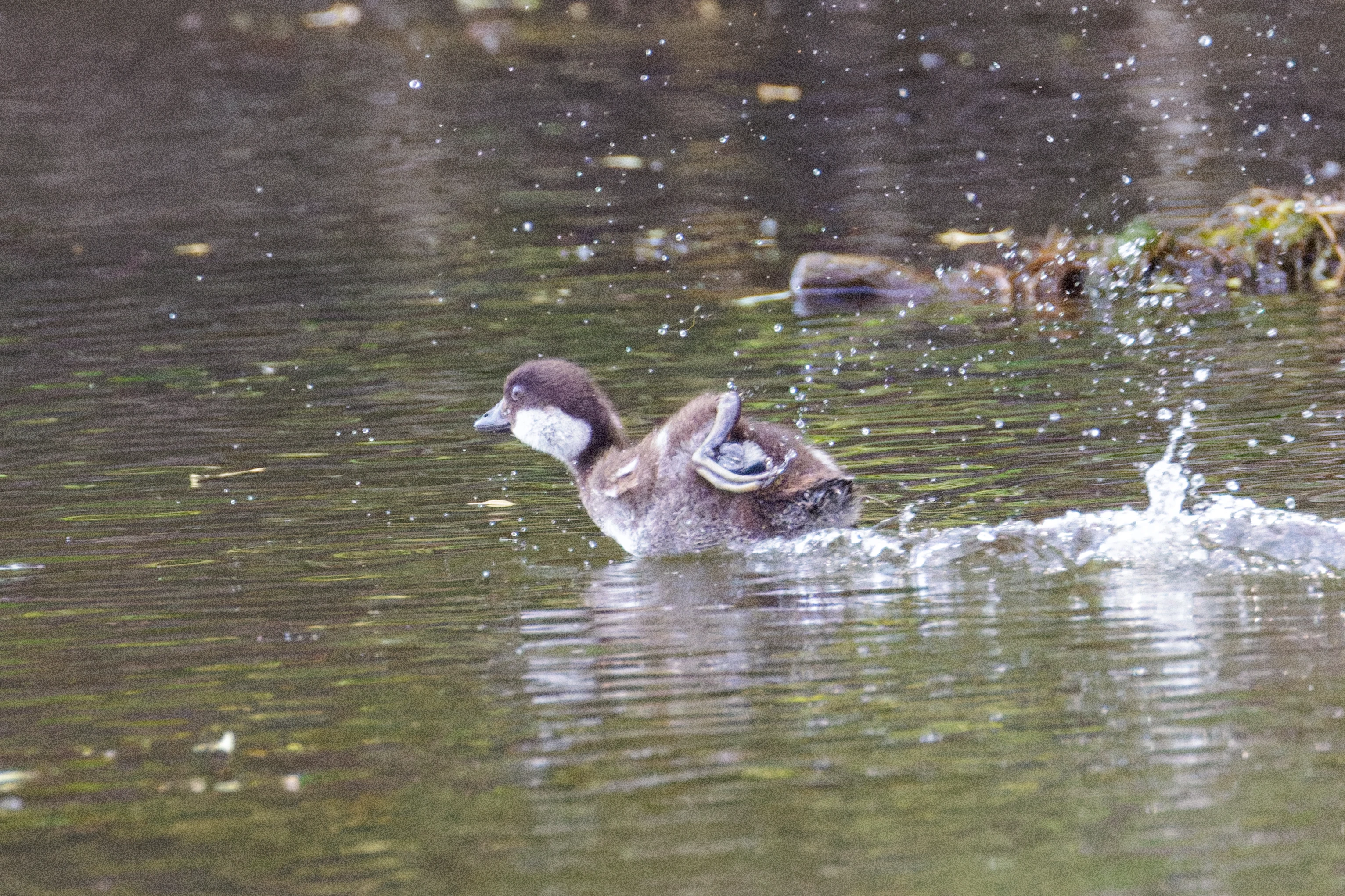 Common Goldeneye Duckling, Danube Delta, Romania — photo by Orlando Prugel-Bennett