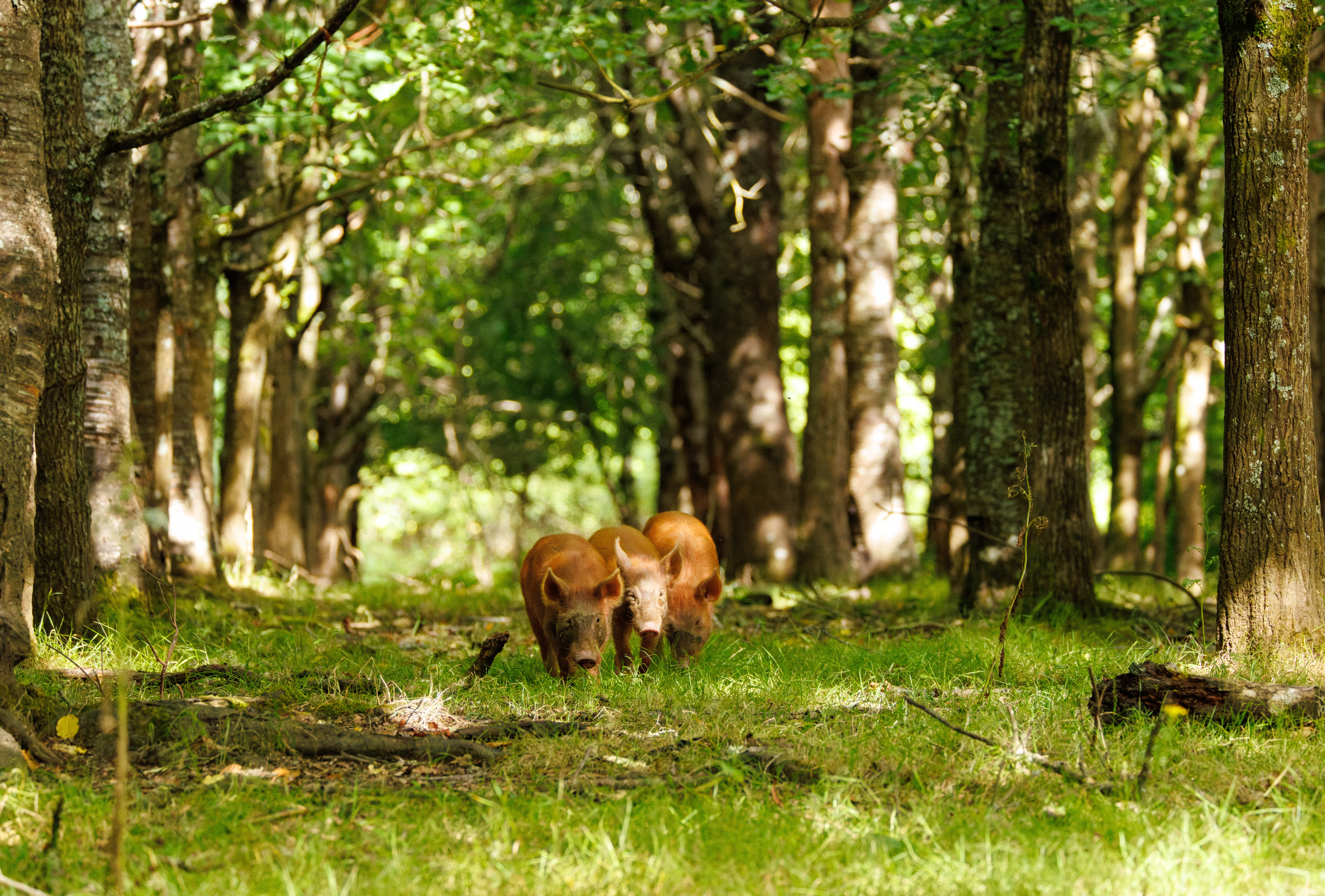 Tamworth Pig, Knepp, Horsham, West Sussex, UK — photo by Orlando Prugel-Bennett