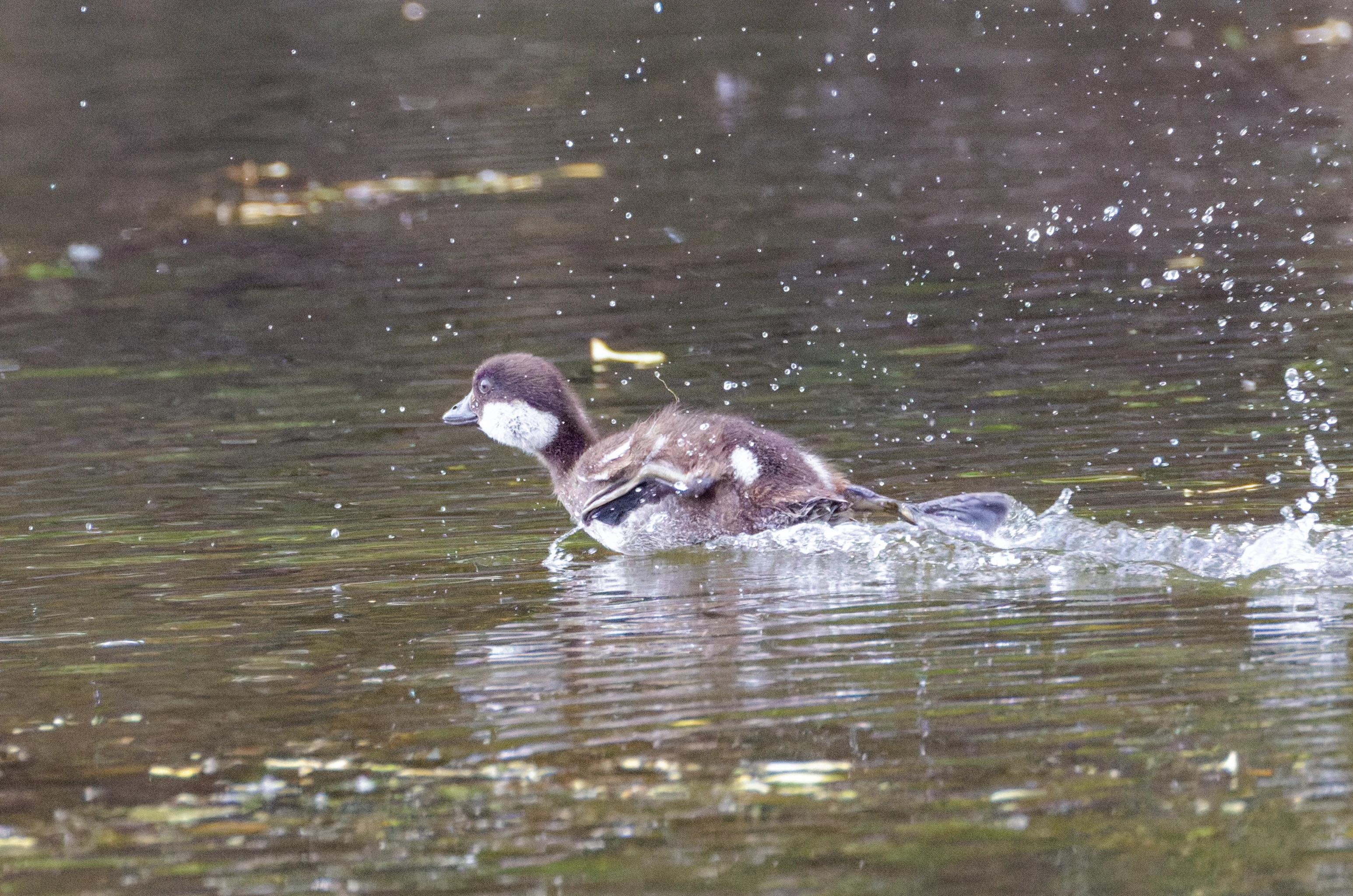 Common Goldeneye Duckling, Danube Delta, Romania — photo by Orlando Prugel-Bennett