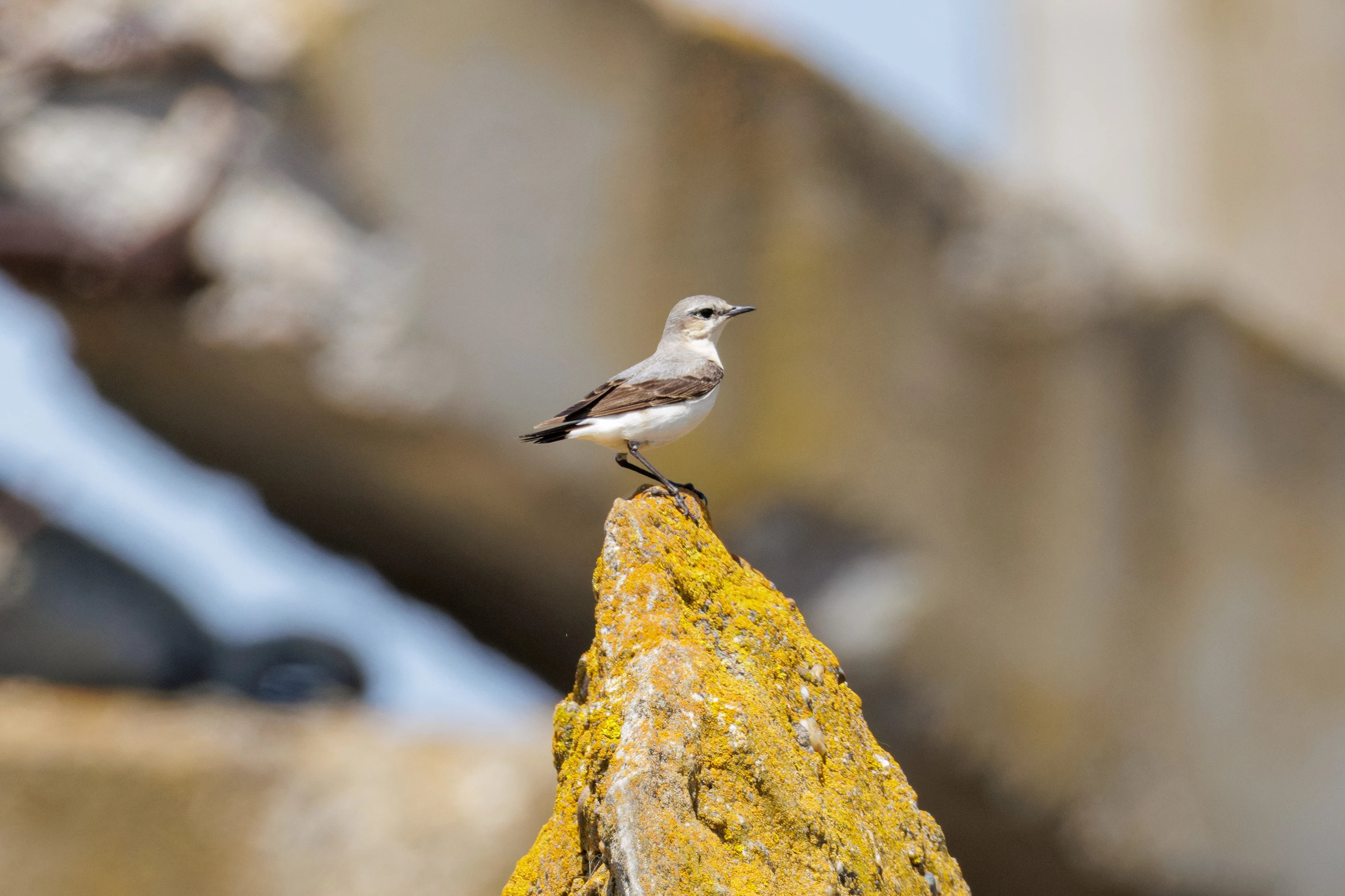 Northern Wheatear, Danube Delta, Romania — photo by Orlando Prugel-Bennett