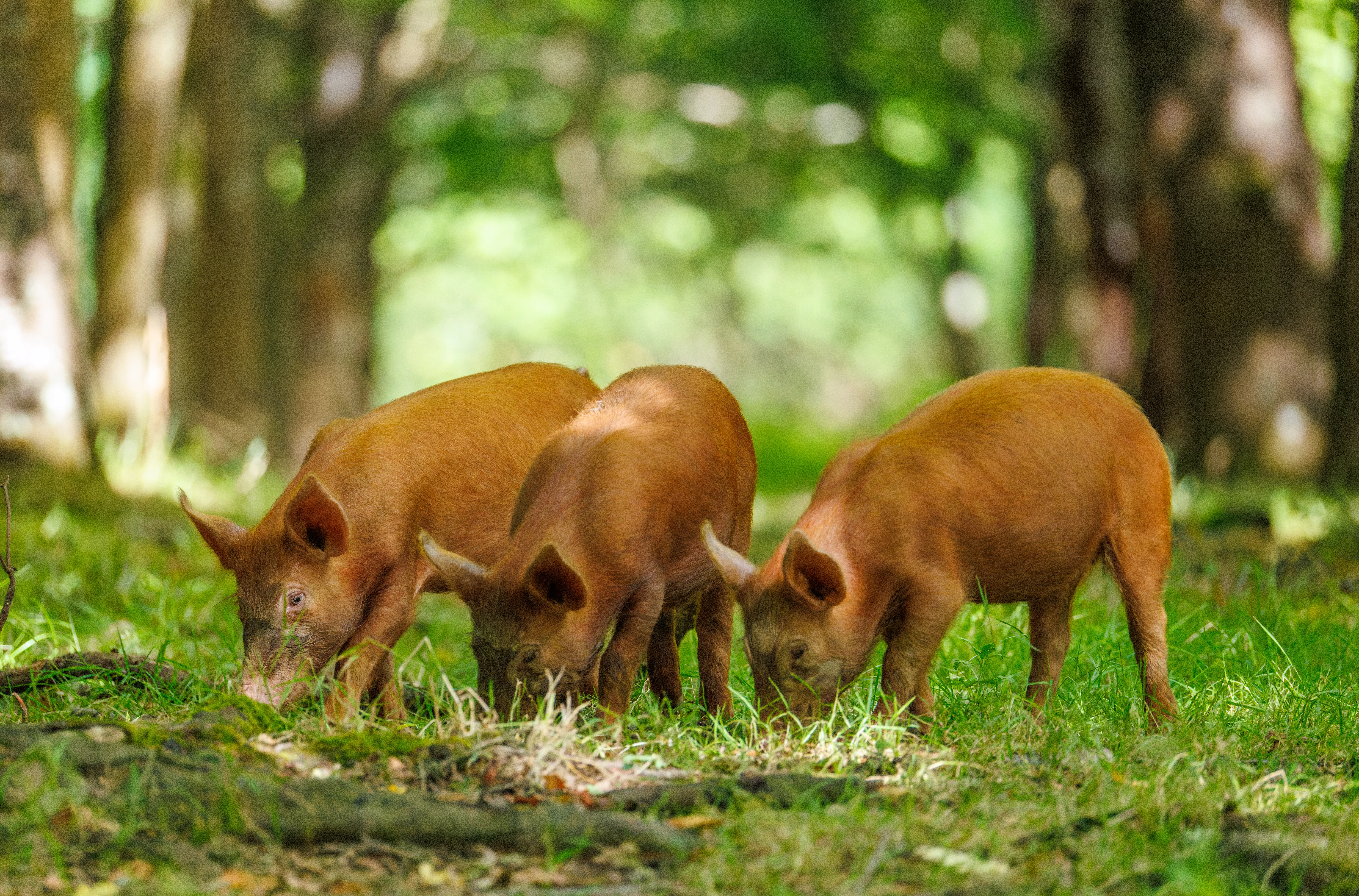 Tamworth Pig, Knepp, Horsham, West Sussex, UK — photo by Orlando Prugel-Bennett