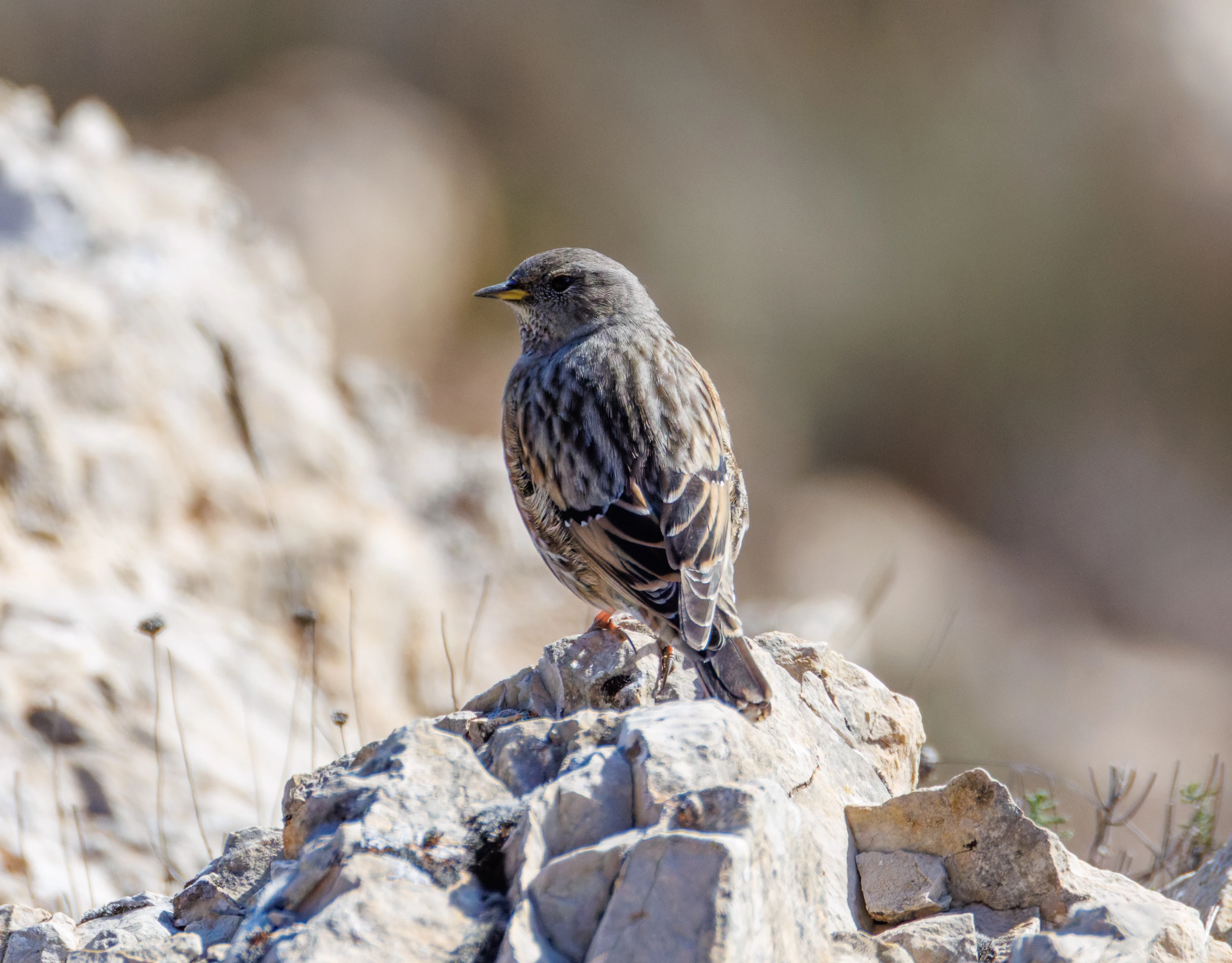 Alpine Accentor, Maigmo, Alicante, Spain — photo by Orlando Prugel-Bennett