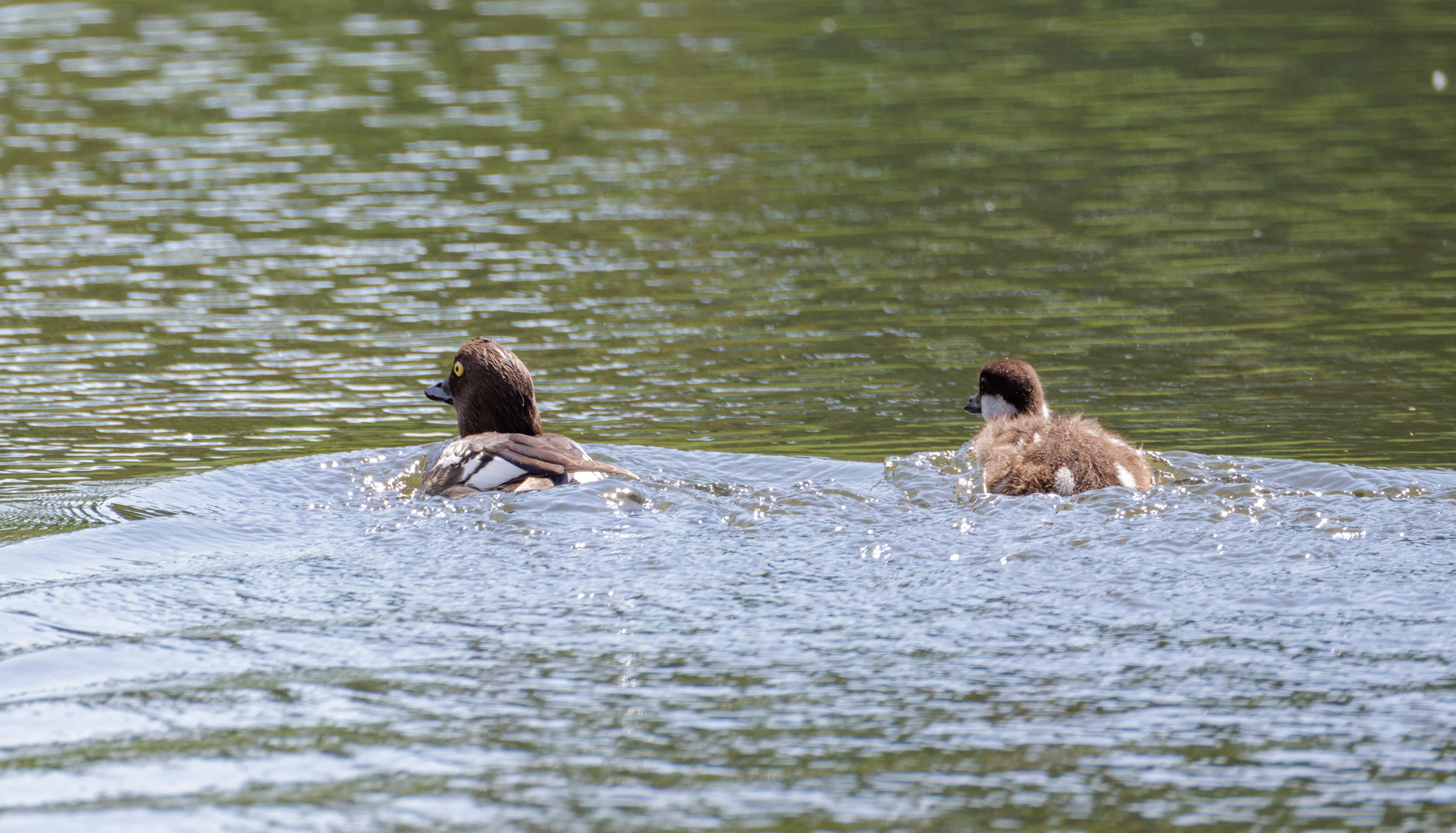 Common Goldeneye with chick, Danube Delta, Romania — photo by Orlando Prugel-Bennett