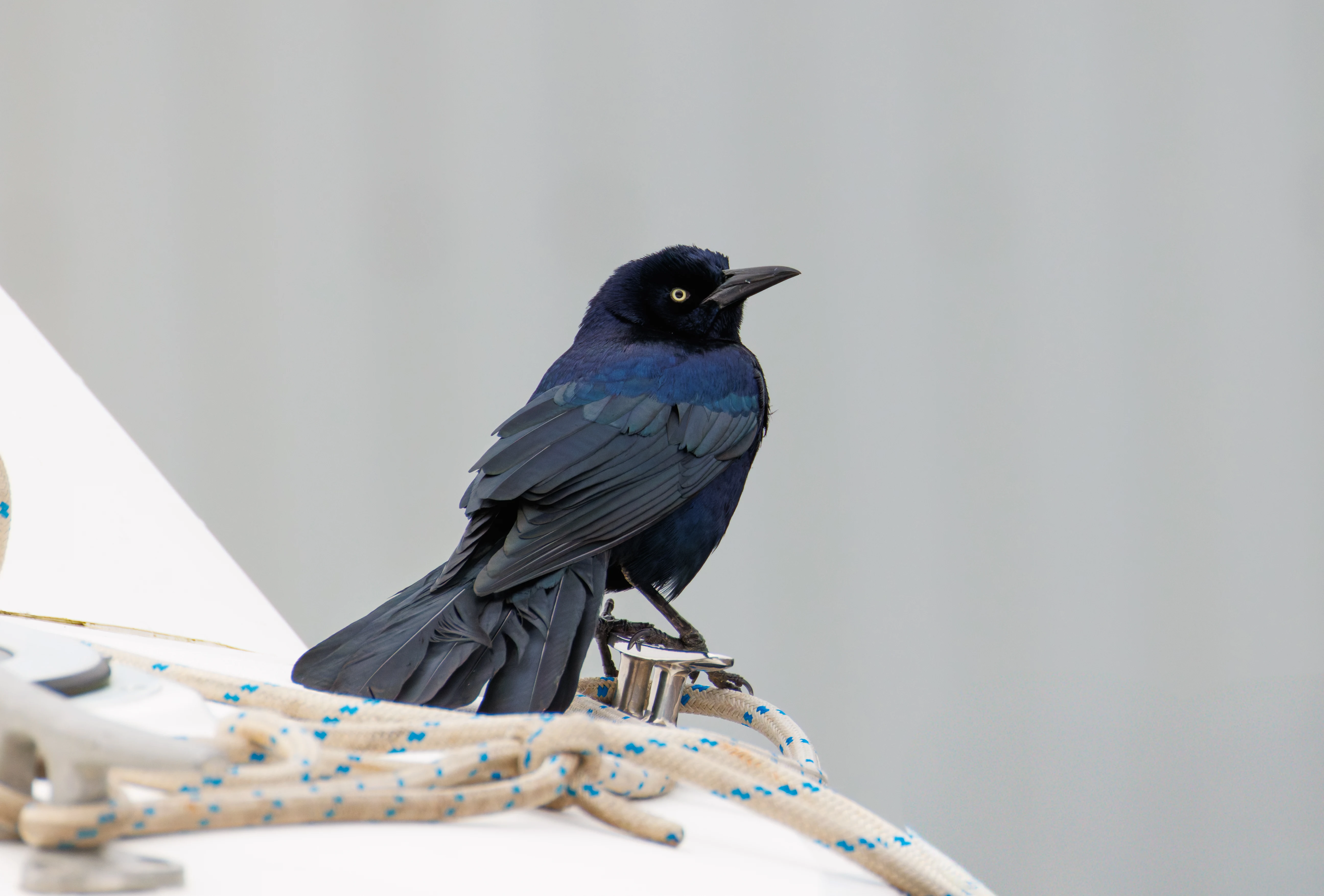Boat-Tailed Grackle, Calshot, Hampshire, UK — photo by Orlando Prugel-Bennett
