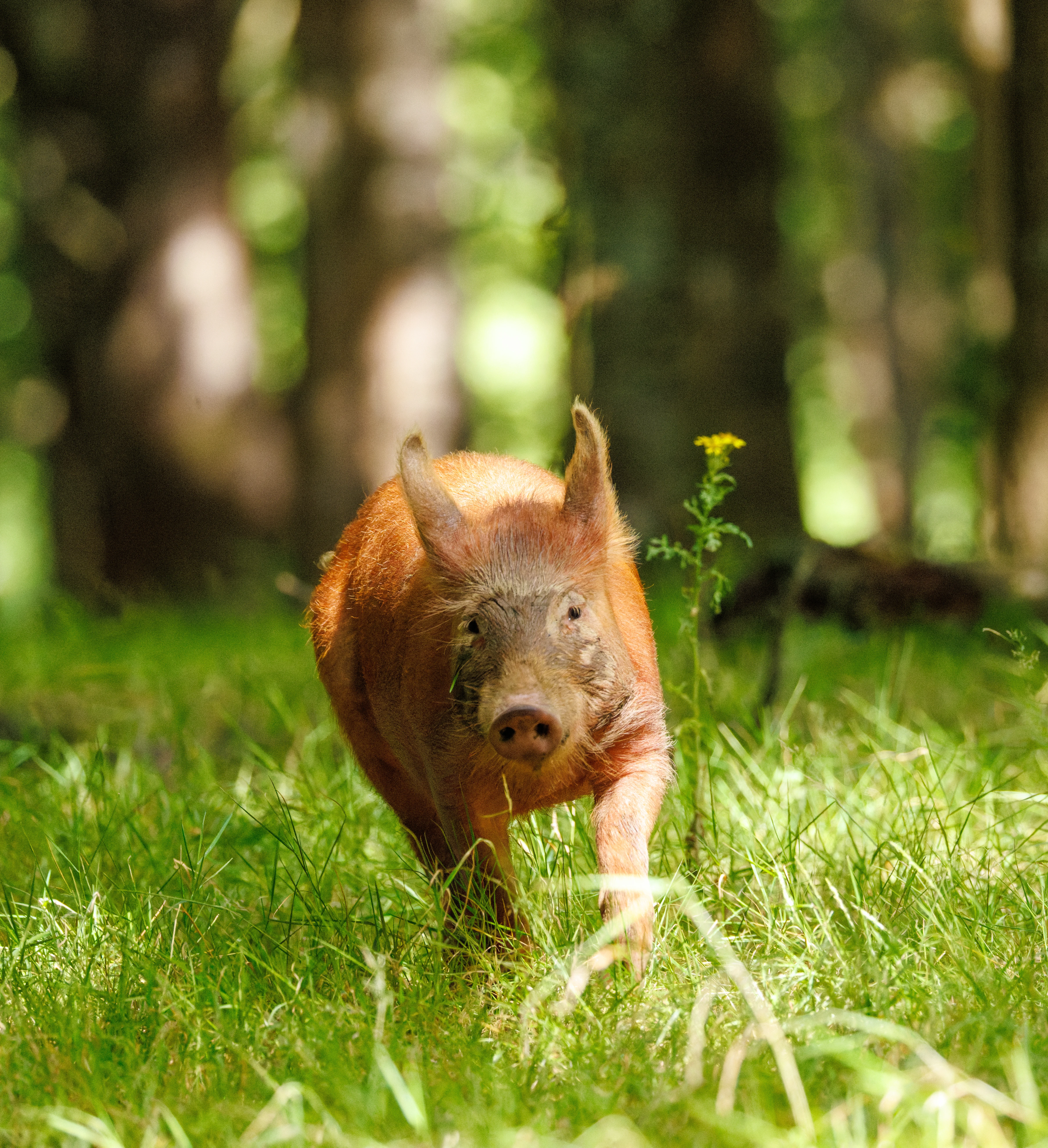 Tamworth Pig, Knepp, Horsham, West Sussex, UK — photo by Orlando Prugel-Bennett