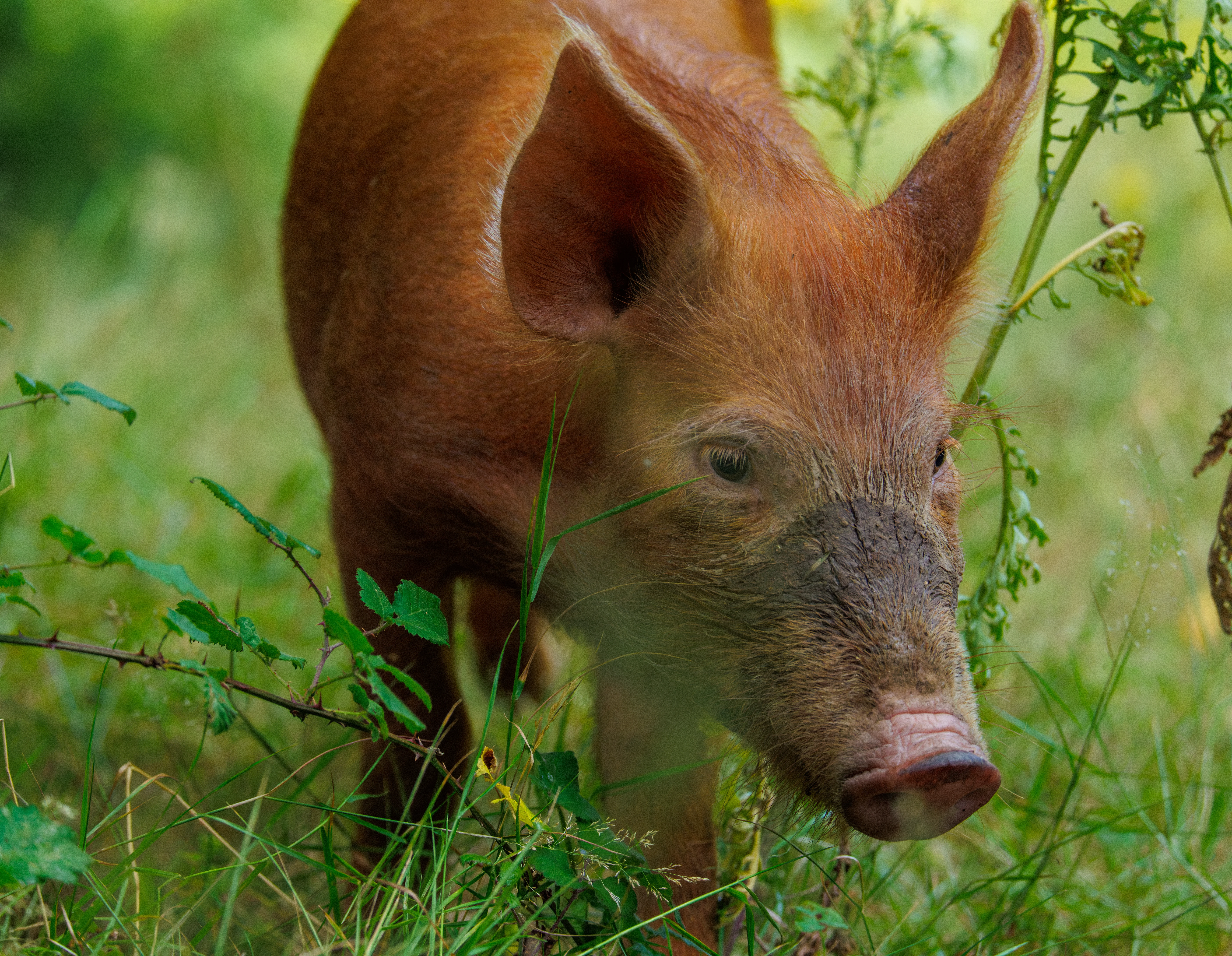 Tamworth Pig, Knepp, Horsham, West Sussex, UK — photo by Orlando Prugel-Bennett