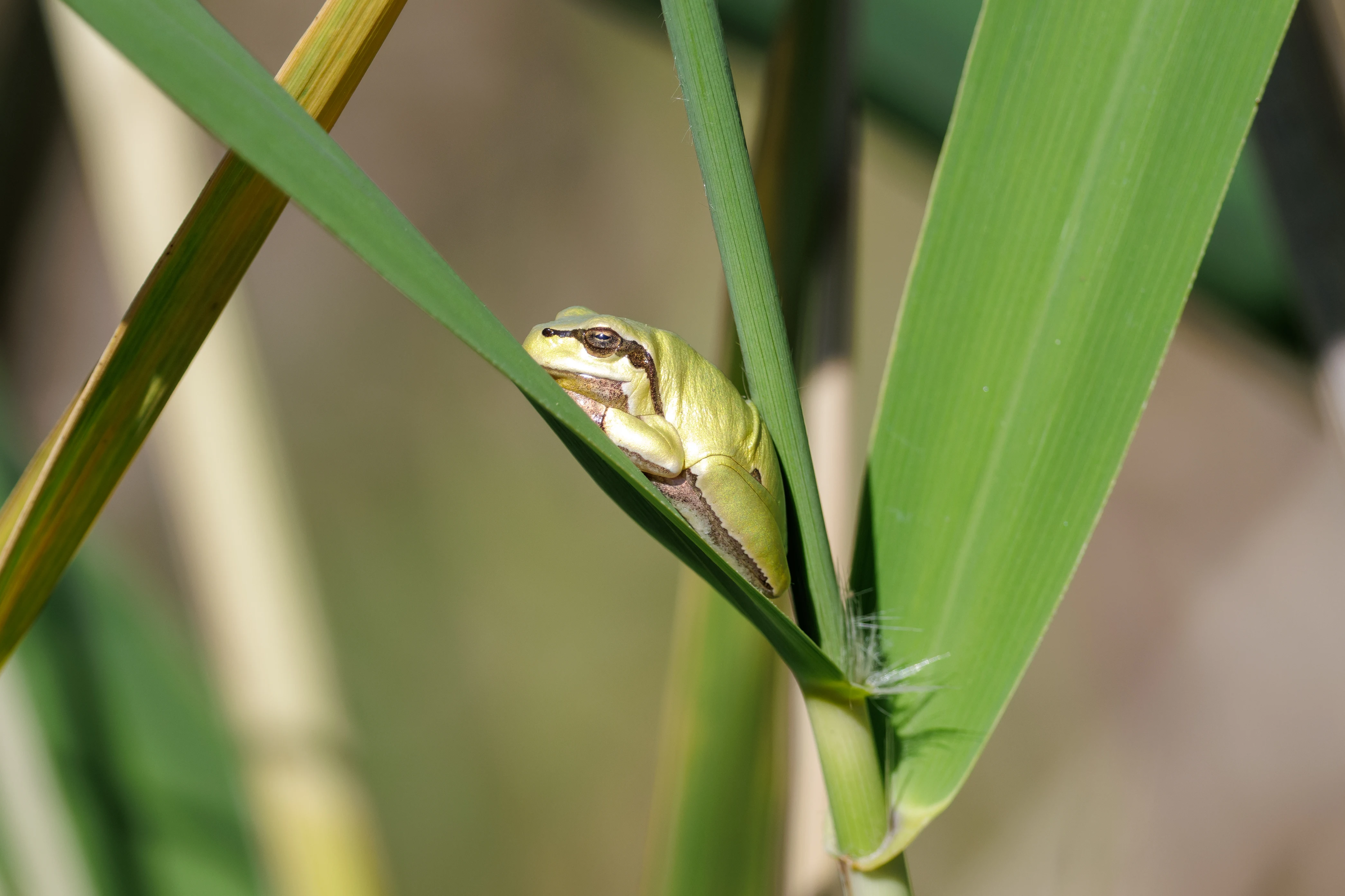 European Tree Frog, Romanian Steppe, Romania — photo by Orlando Prugel-Bennett