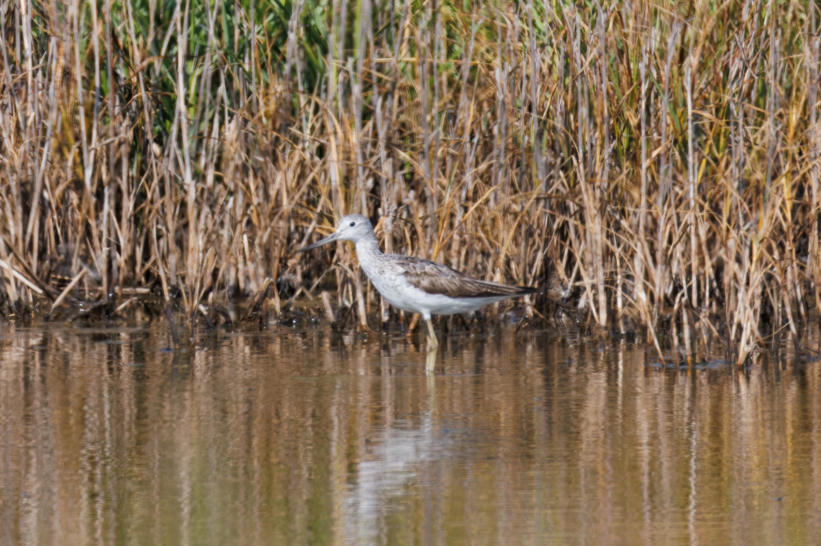 Greenshank, Hamble, Hampshire, UK — photo by Orlando Prugel-Bennett