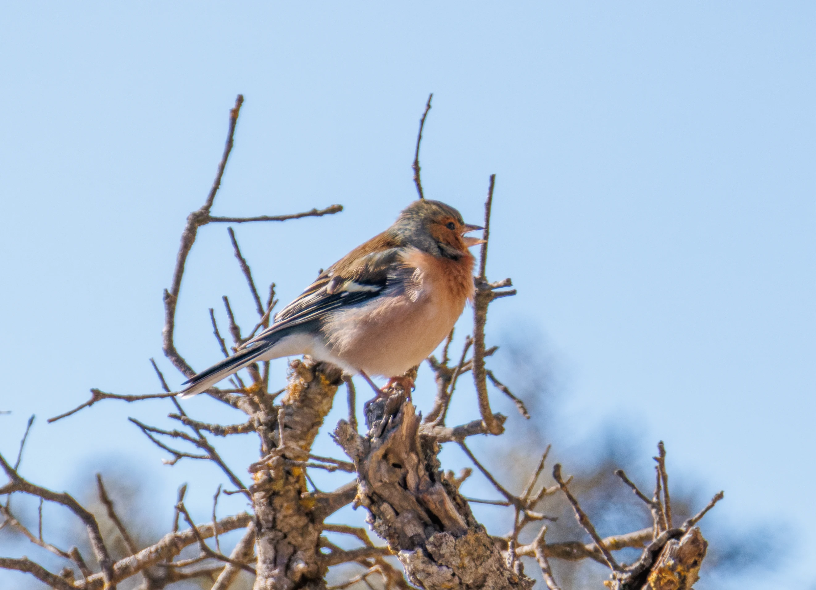 Common Chaffinch, Maigmo, Alicante, Spain — photo by Orlando Prugel-Bennett
