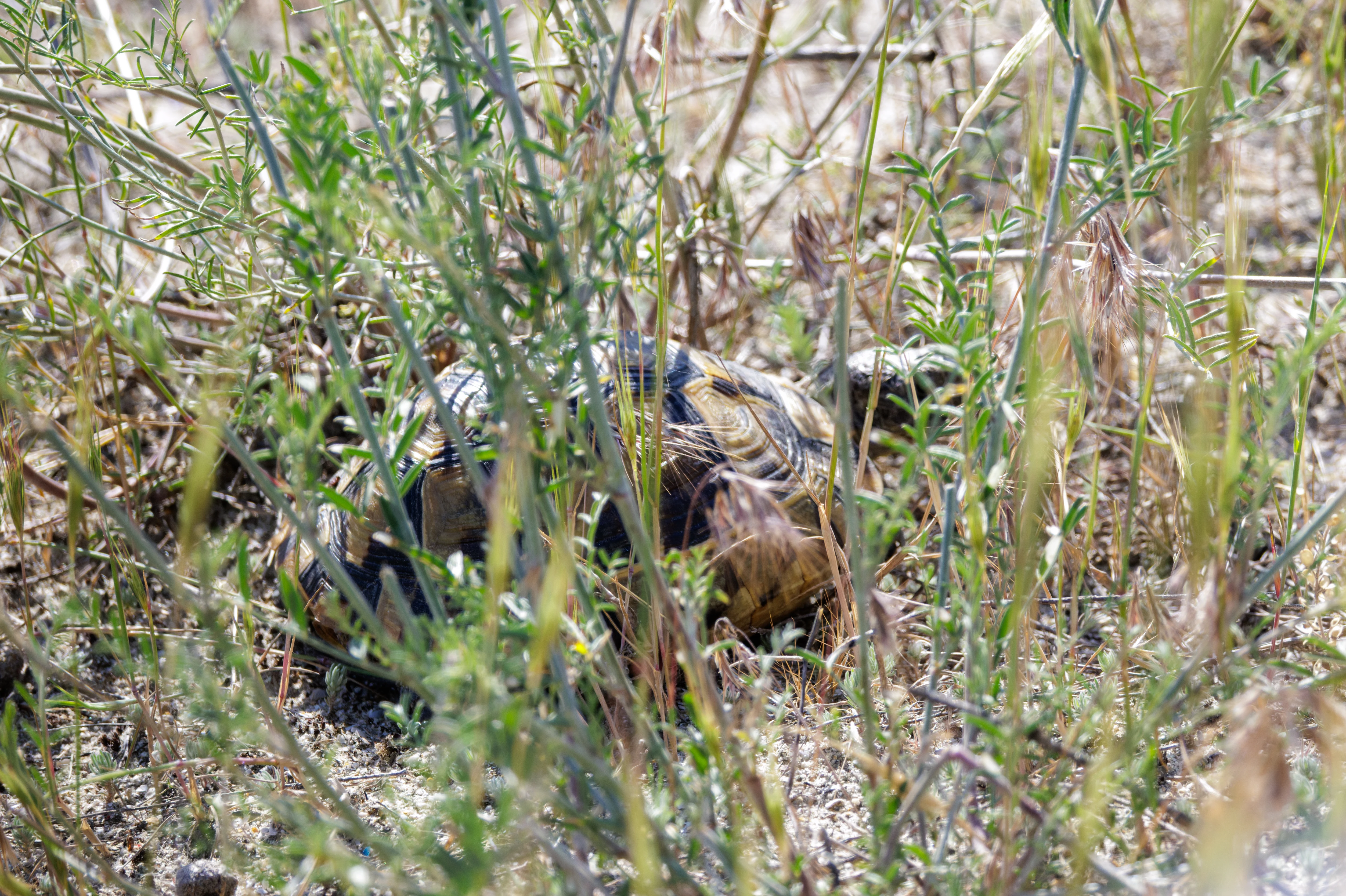 Spur-thighed Tortoise, Romania — photo by Orlando Prugel-Bennett