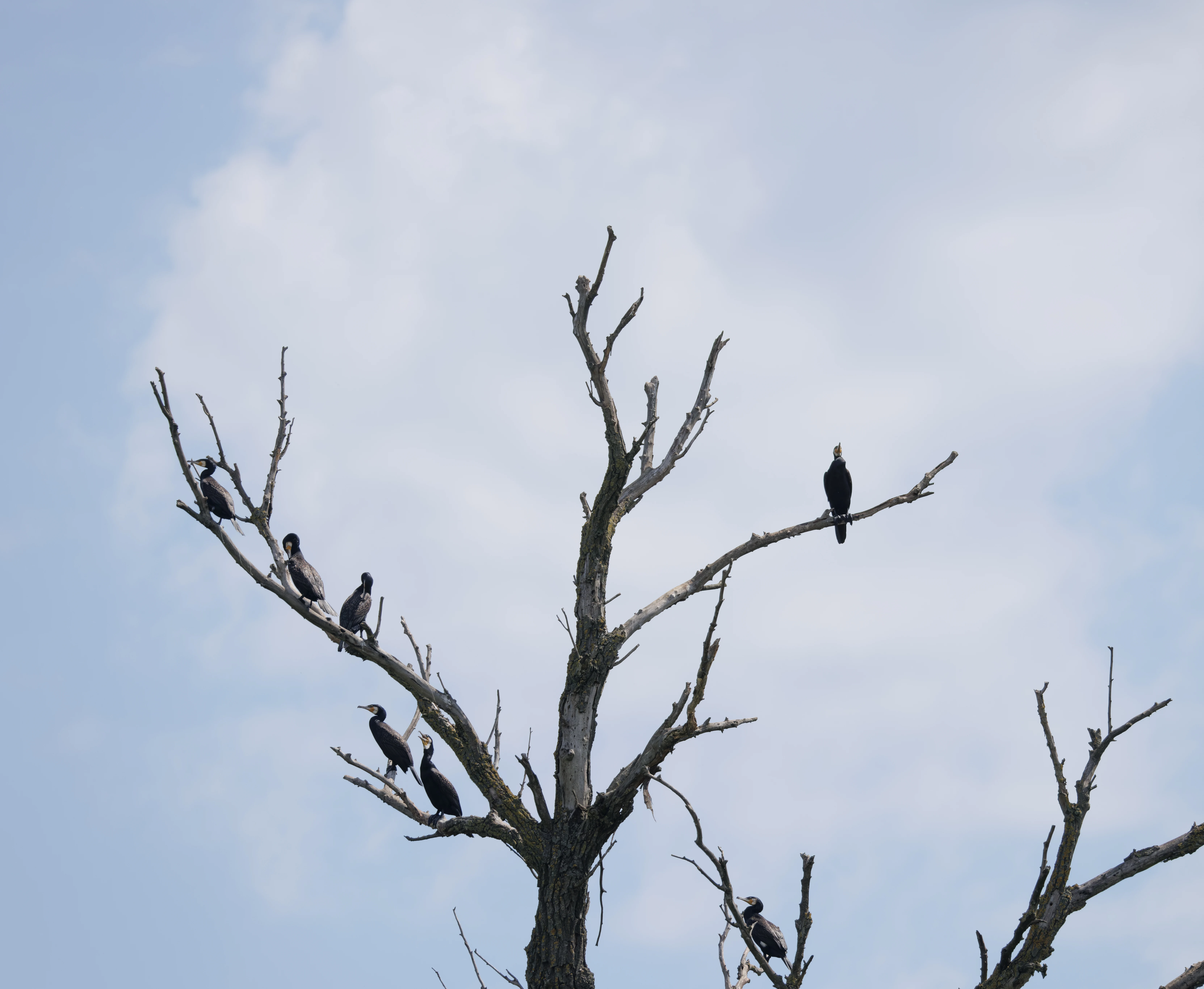 Great Cormorants, Danube Delta, Romania — photo by Orlando Prugel-Bennett