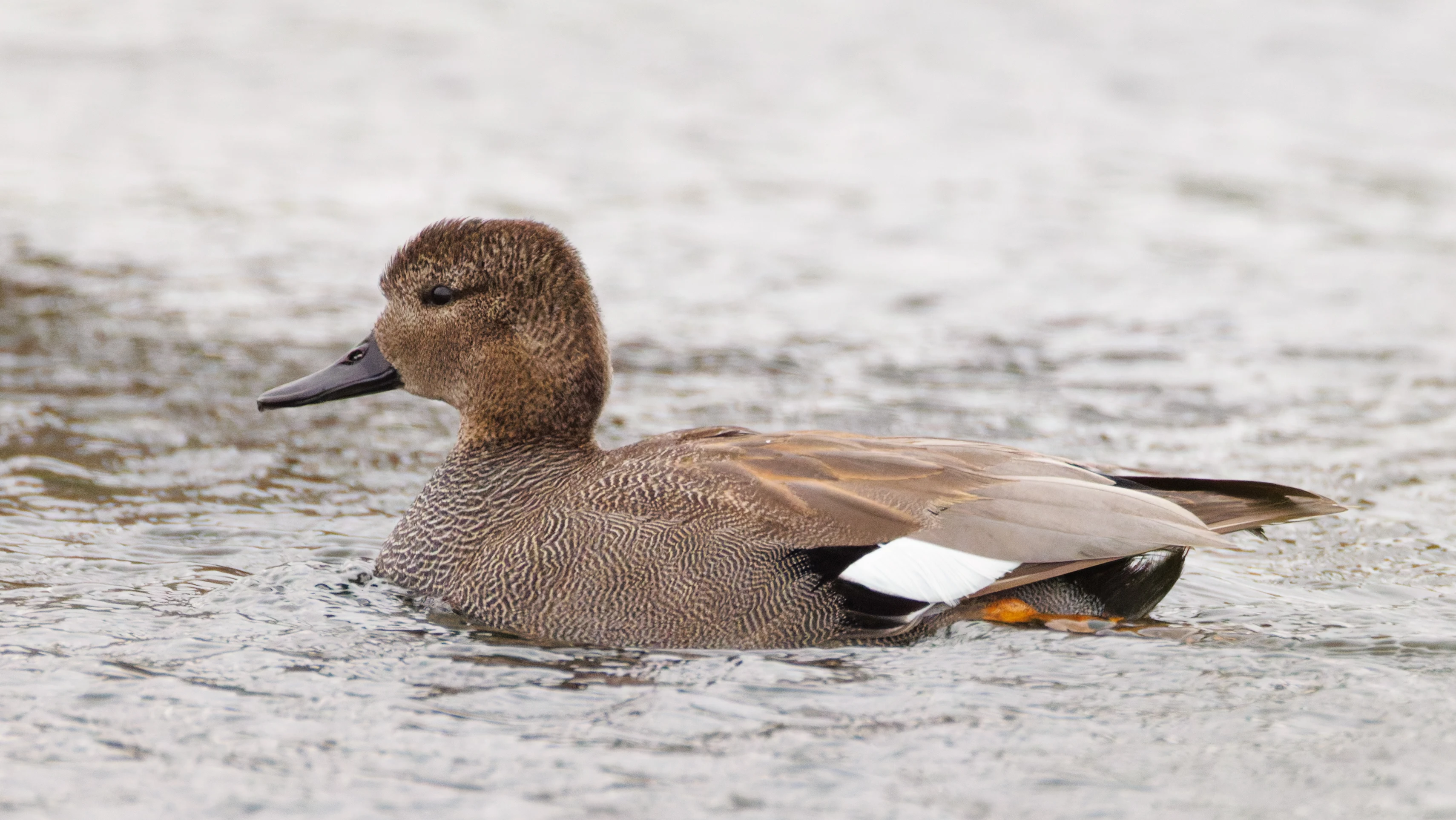 Gadwall, Clot de Galvany, Alicante, Spain — photo by Orlando Prugel-Bennett