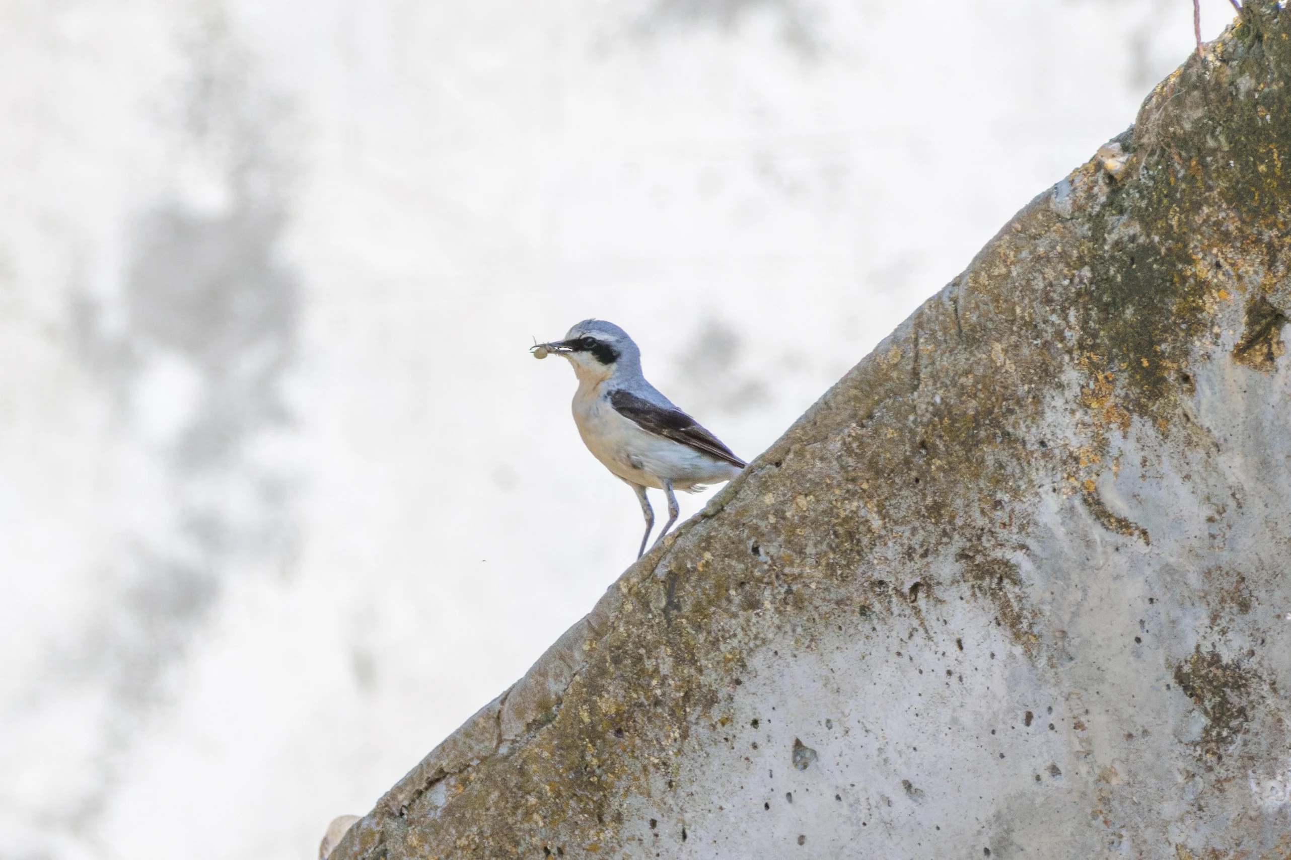 Northern Wheatear, Danube Delta, Romania — photo by Orlando Prugel-Bennett