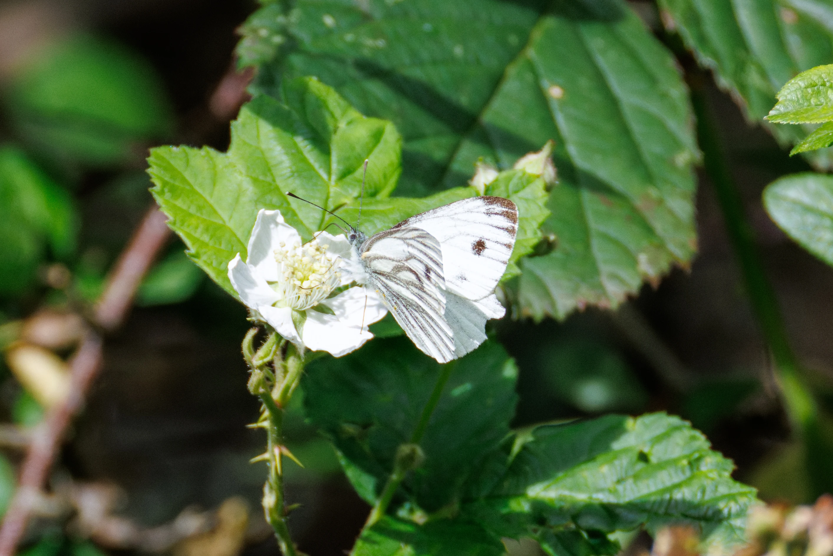 Green-veined White butterfly on blackberry flower, Knepp, Horsham, West Sussex, UK — photo by Orlando Prugel-Bennett
