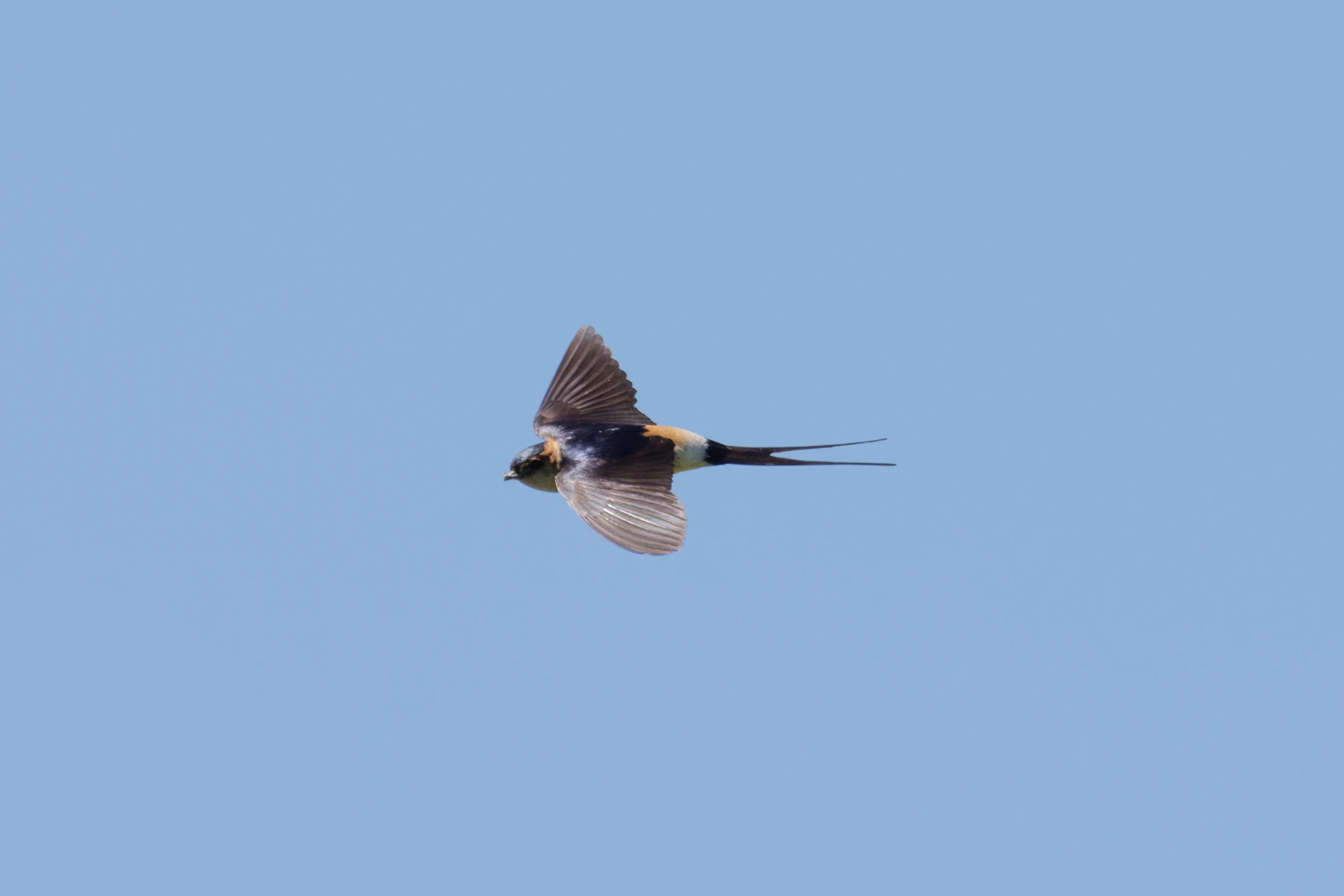 European red-rumped swallow, Romanian Steppe, Romania — photo by Orlando Prugel-Bennett