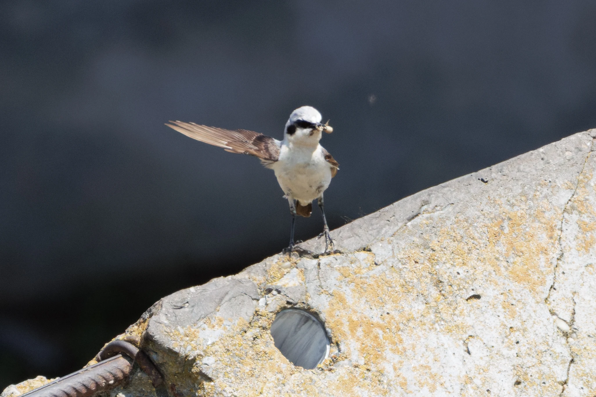 Northern Wheatear, Danube Delta, Romania — photo by Orlando Prugel-Bennett
