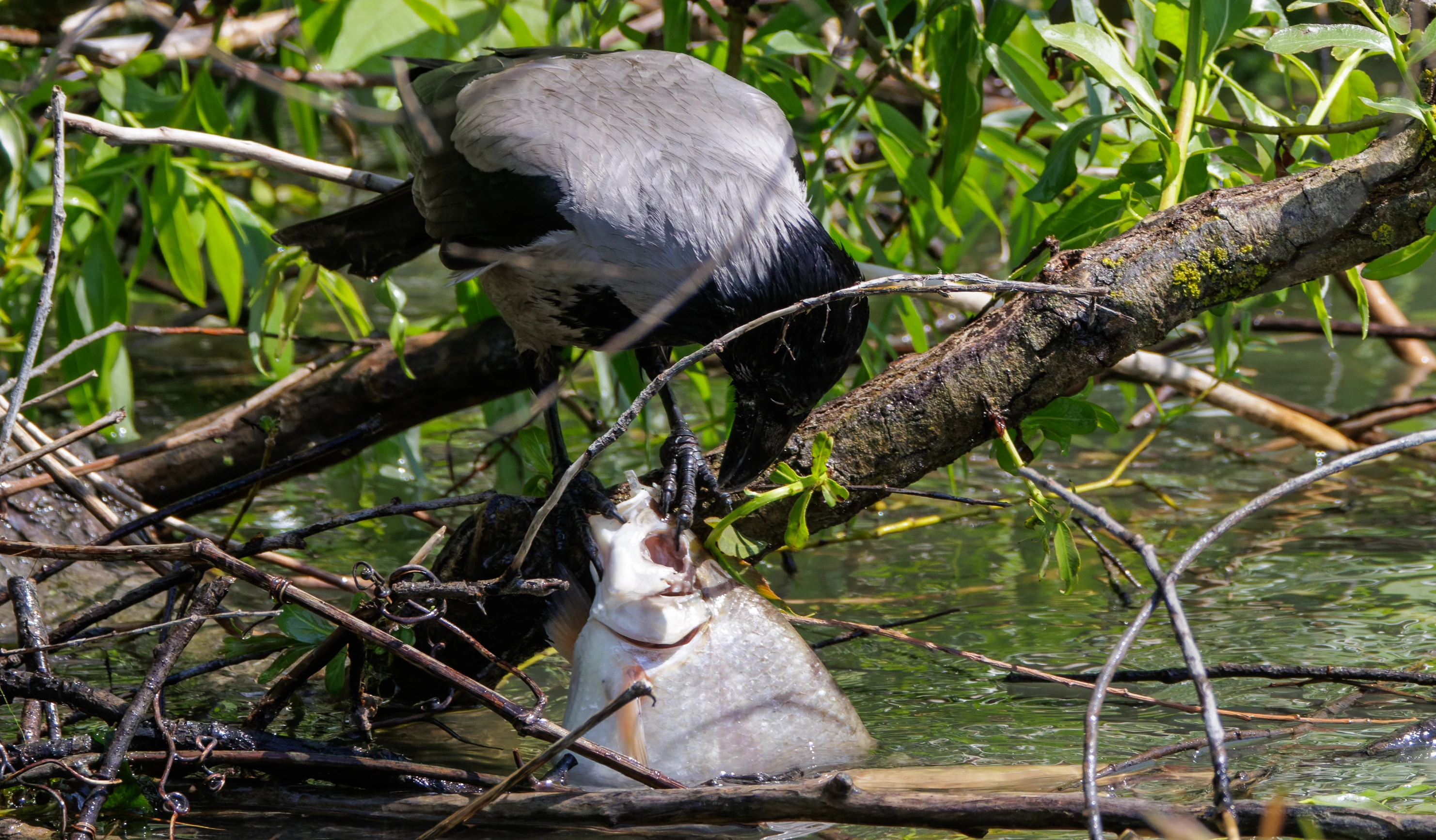 Hooded Crow with Silver Carp, Danube Delta, Romania — photo by Orlando Prugel-Bennett