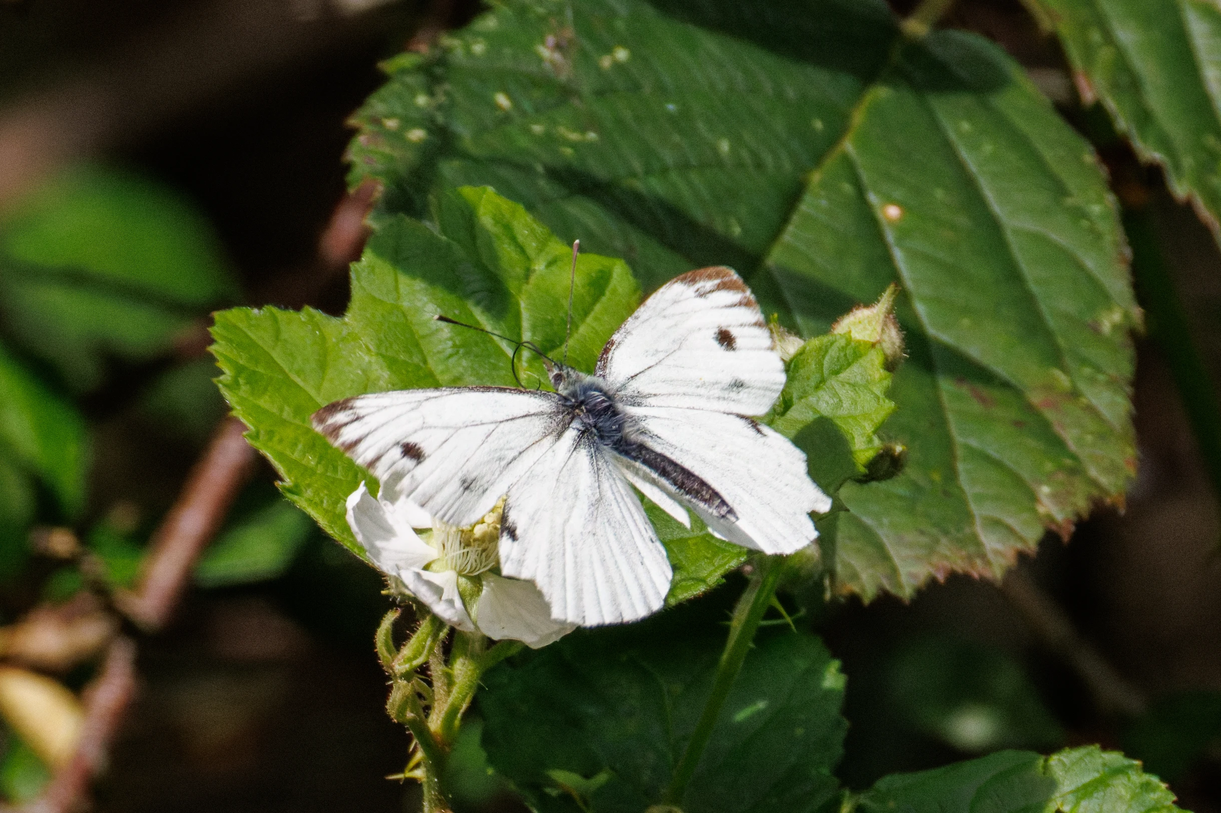 Green-veined White butterfly, Knepp, Horsham, West Sussex, UK — photo by Orlando Prugel-Bennett