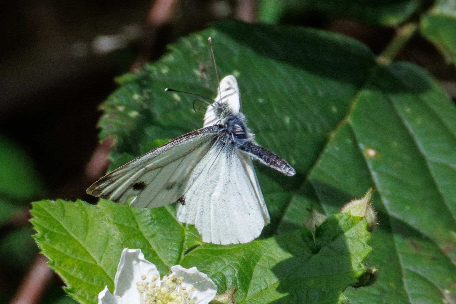 Green-veined White butterfly, Knepp, Horsham, West Sussex, UK — photo by Orlando Prugel-Bennett
