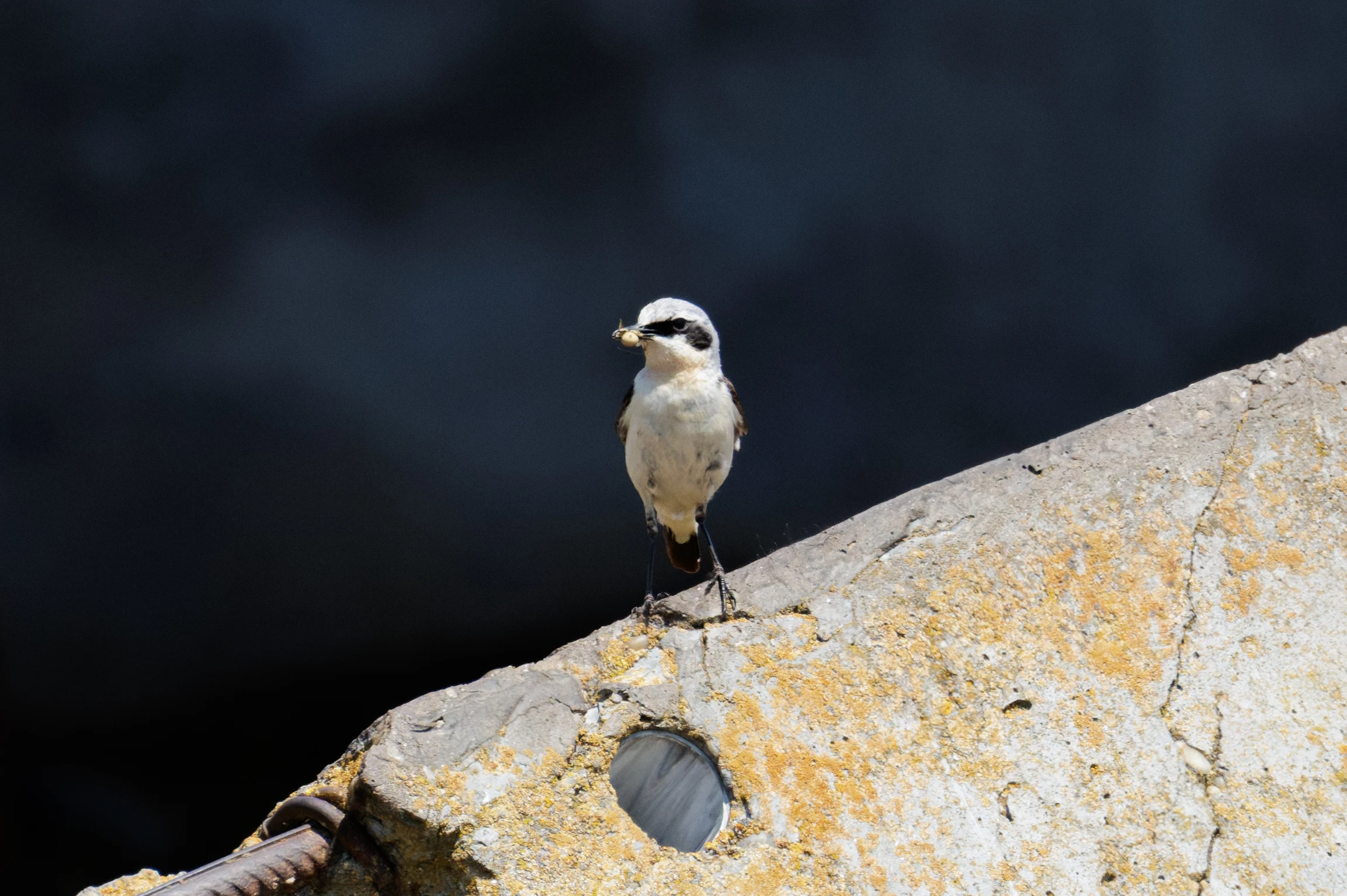 Northern Wheatear, Danube Delta, Romania — photo by Orlando Prugel-Bennett