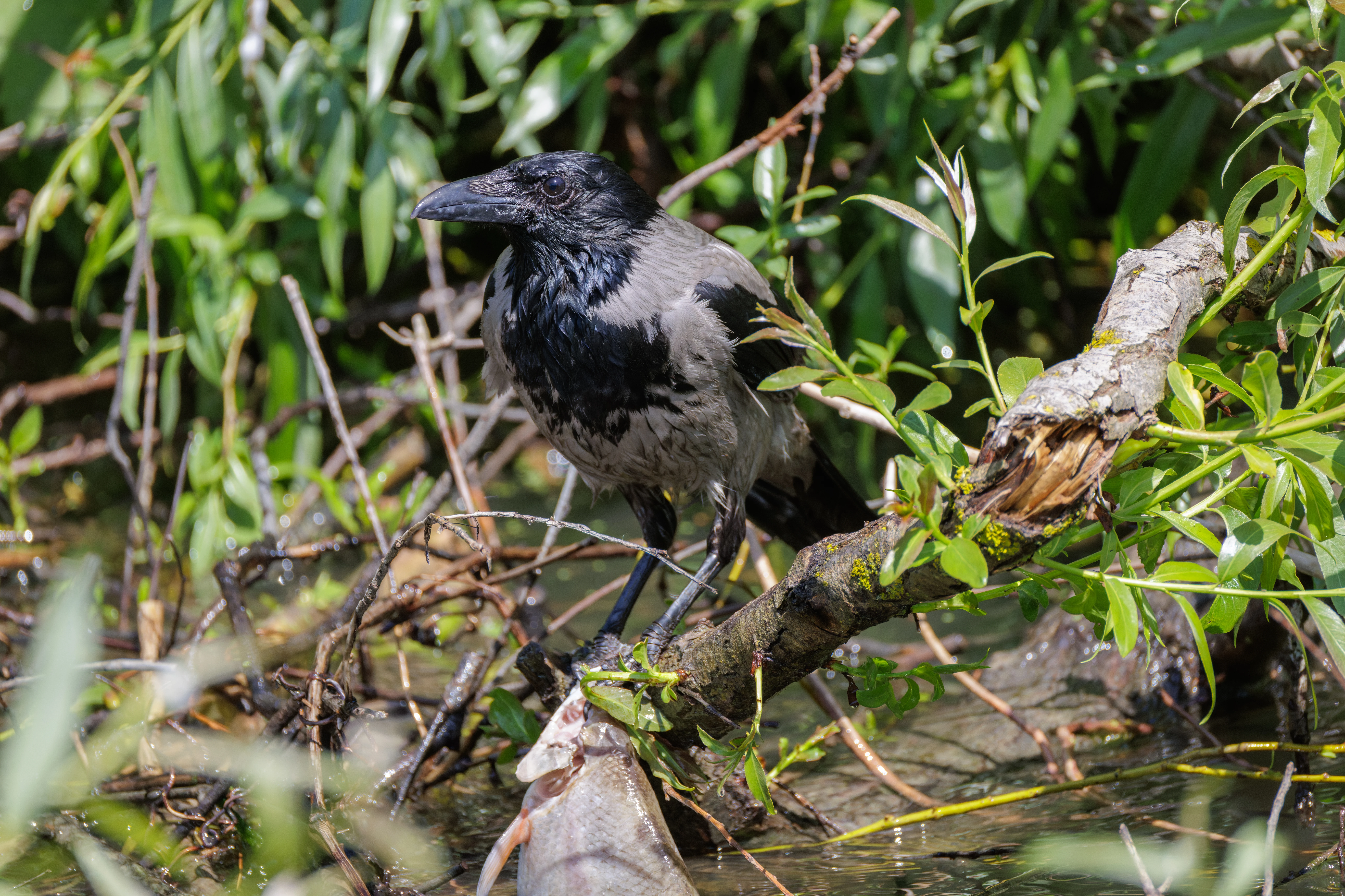 Hooded Crow, Danube Delta, Romania — photo by Orlando Prugel-Bennett