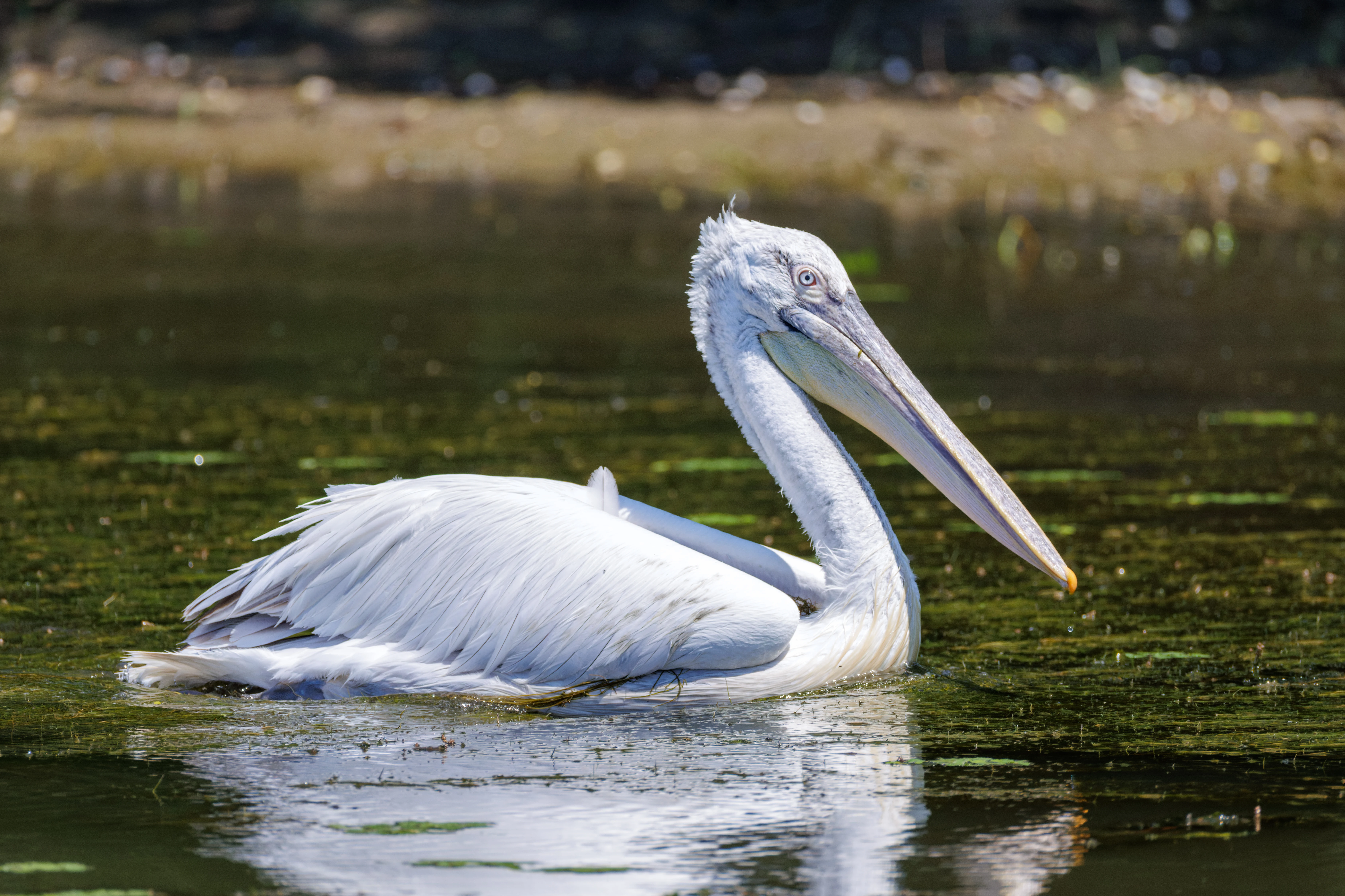 Dalmatian Pelican, Danube Delta, Romania — photo by Orlando Prugel-Bennett