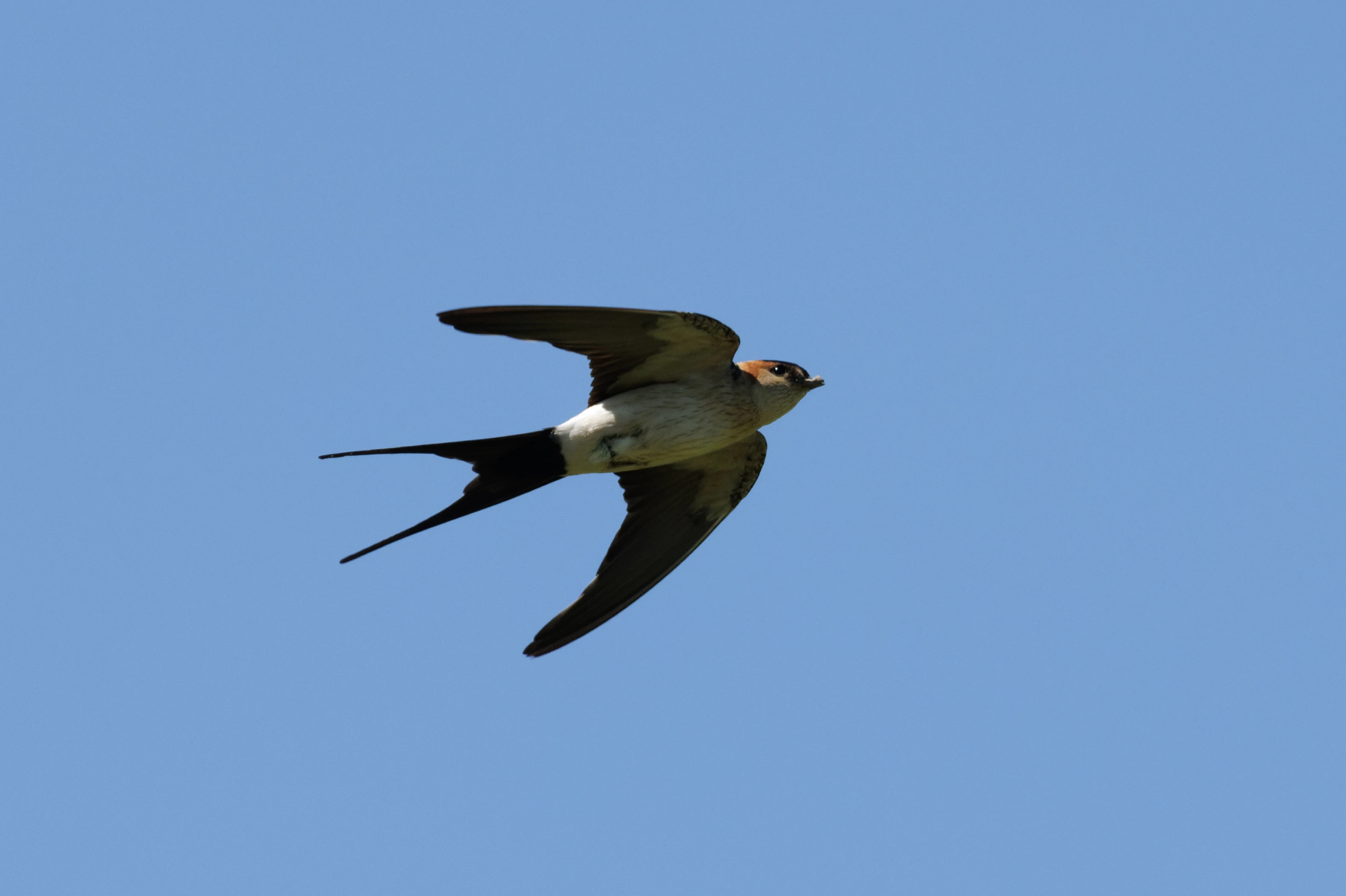 European red-rumped swallow, Romanian Steppe, Romania — photo by Orlando Prugel-Bennett