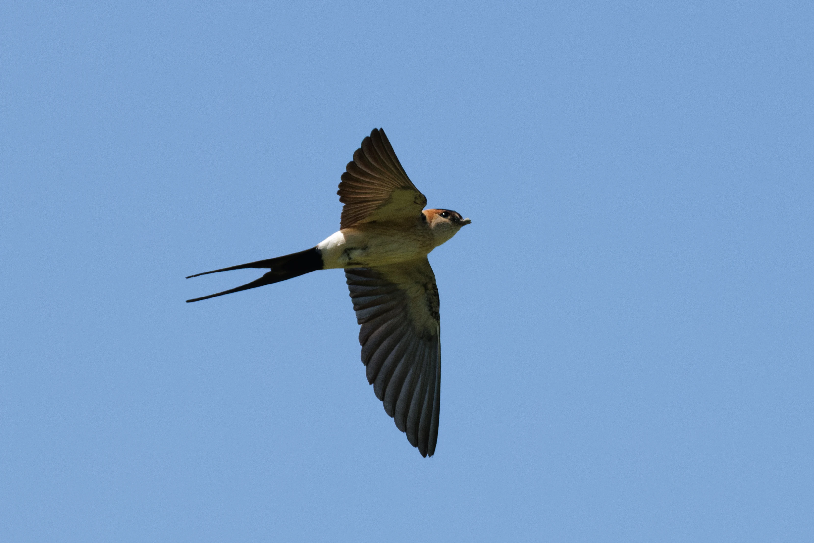 European red-rumped swallow, Romanian Steppe, Romania — photo by Orlando Prugel-Bennett
