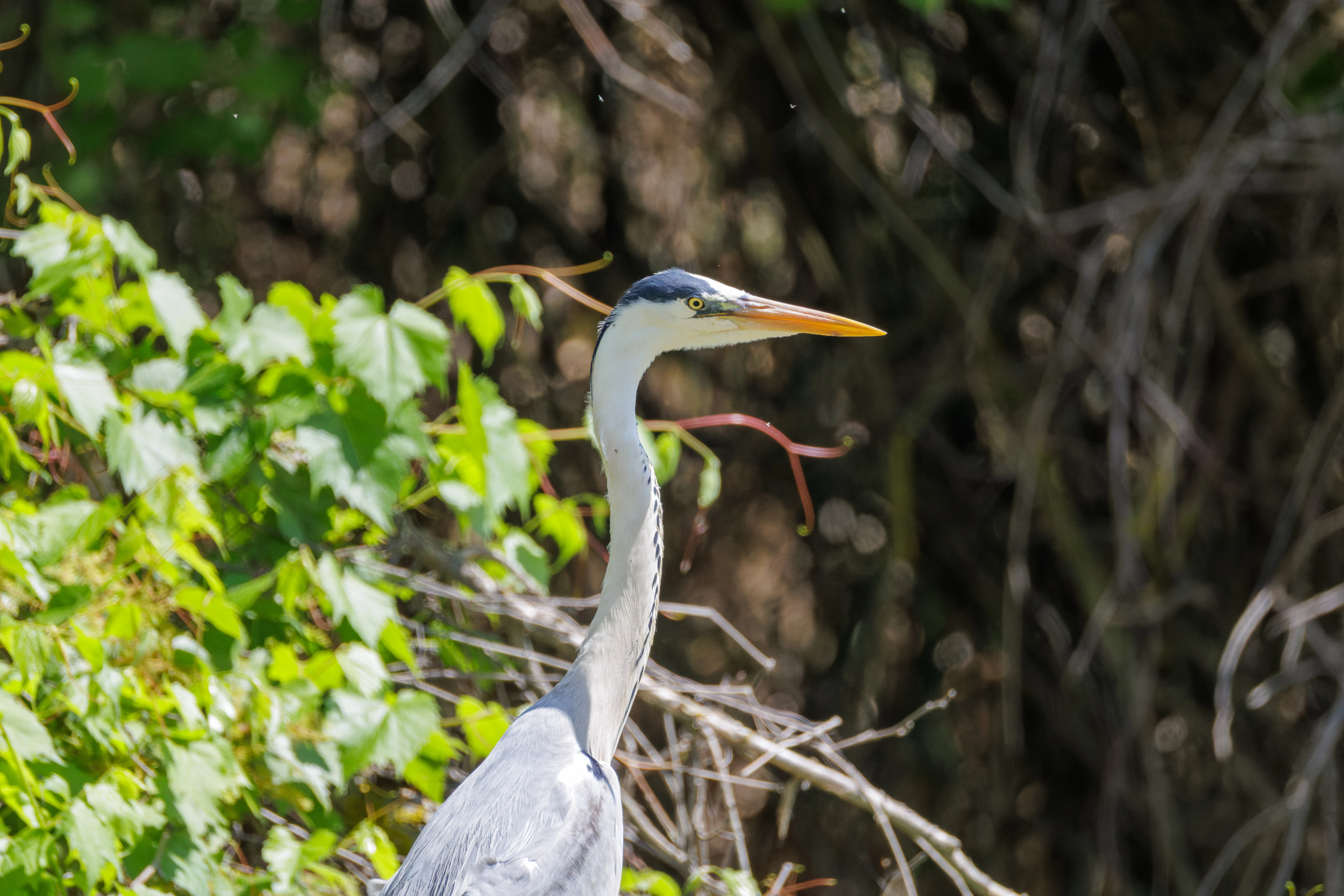 Grey Heron, Danube Delta, Romania — photo by Orlando Prugel-Bennett