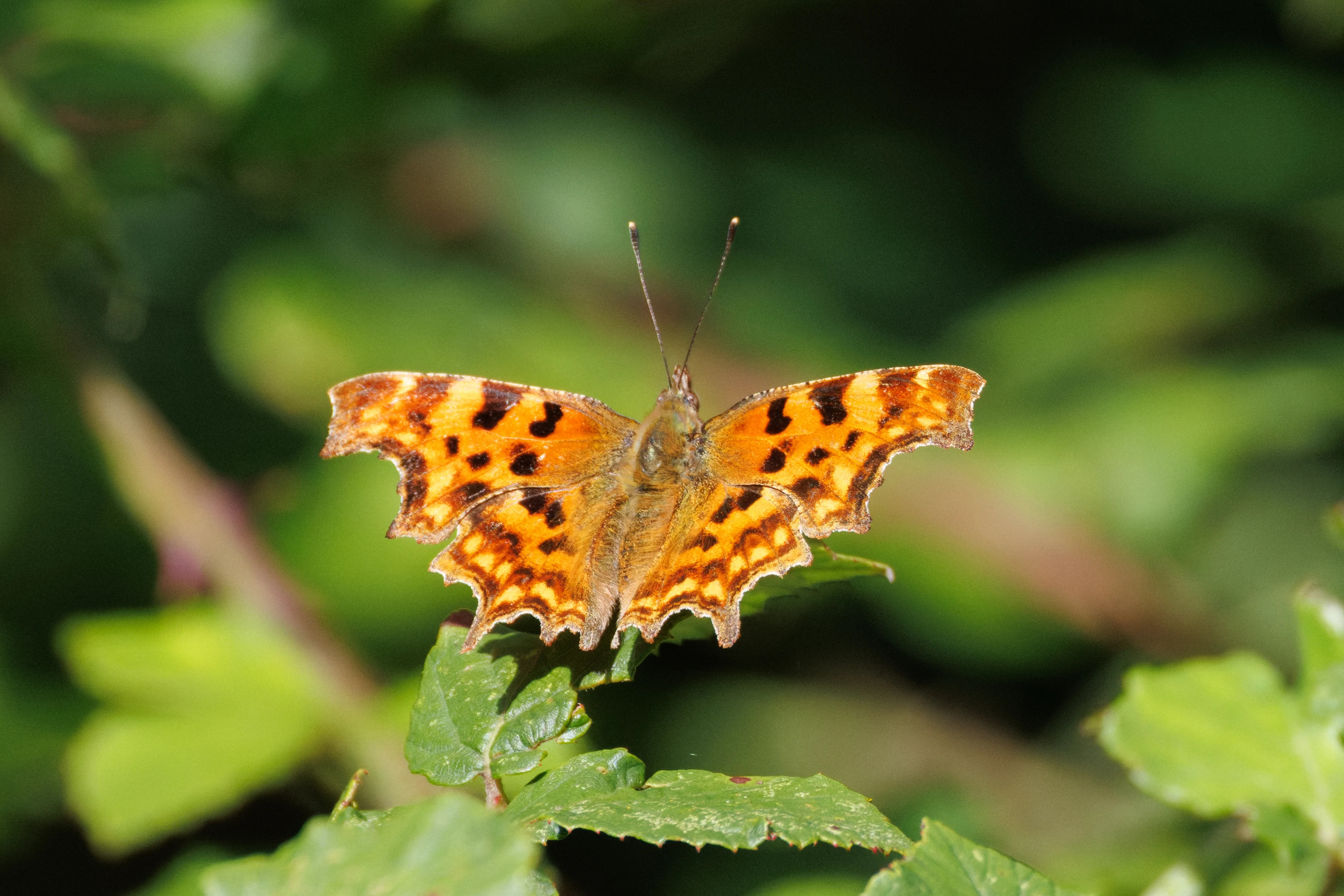 Comma Butterfly, Knepp, Horsham, West Sussex, UK — photo by Orlando Prugel-Bennett