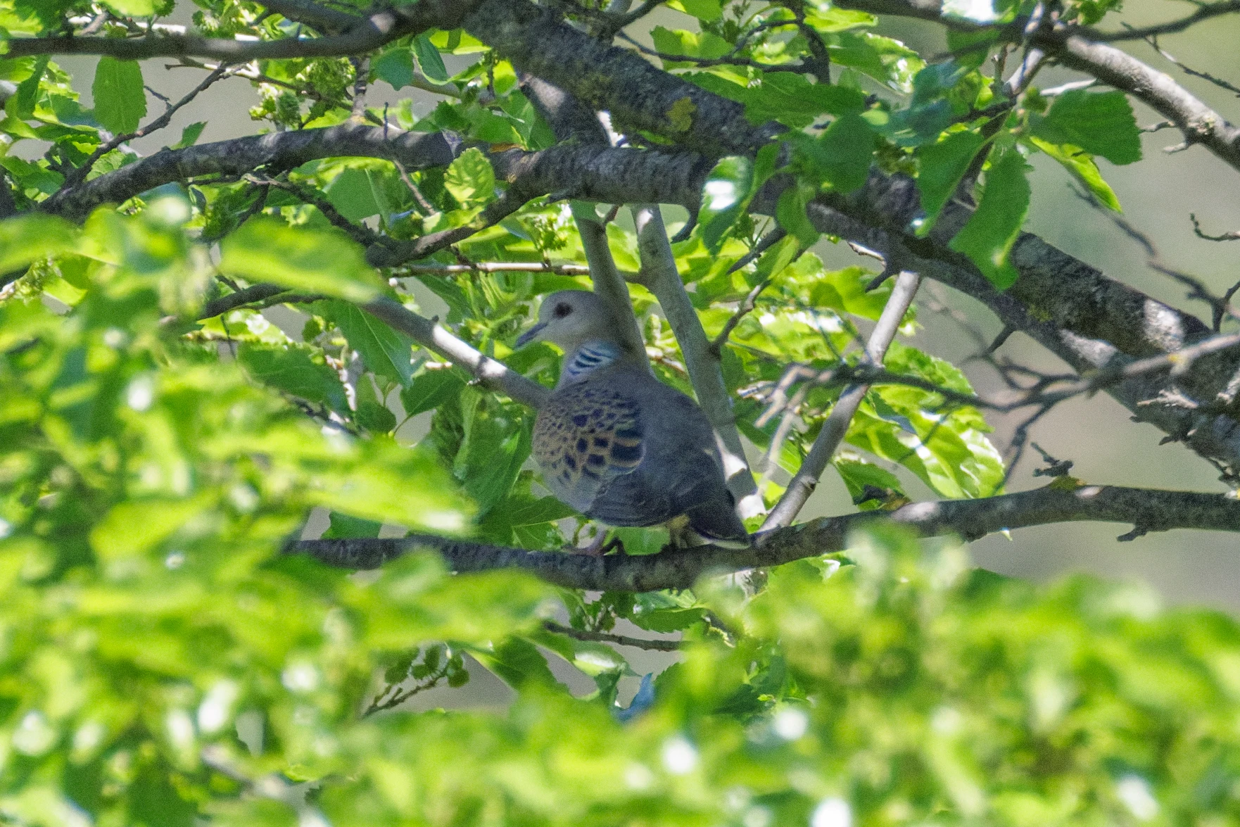 Turtle Dove, Romanian Steppe, Romania — photo by Orlando Prugel-Bennett