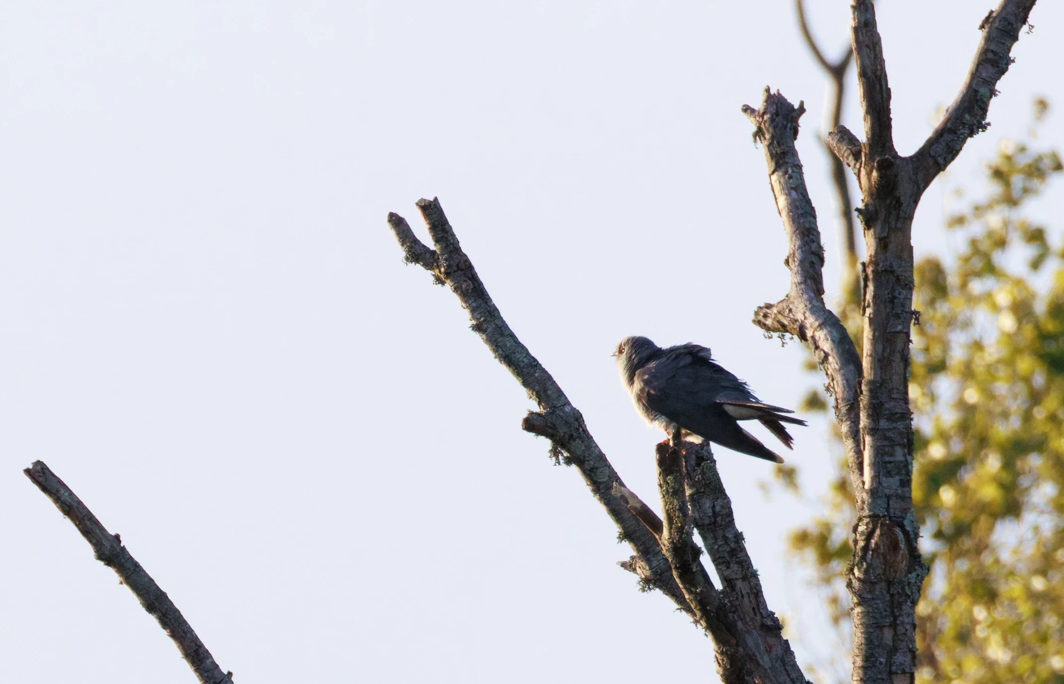 Common Cuckoo, Pig Bush, Hampshire, UK — photo by Orlando Prugel-Bennett