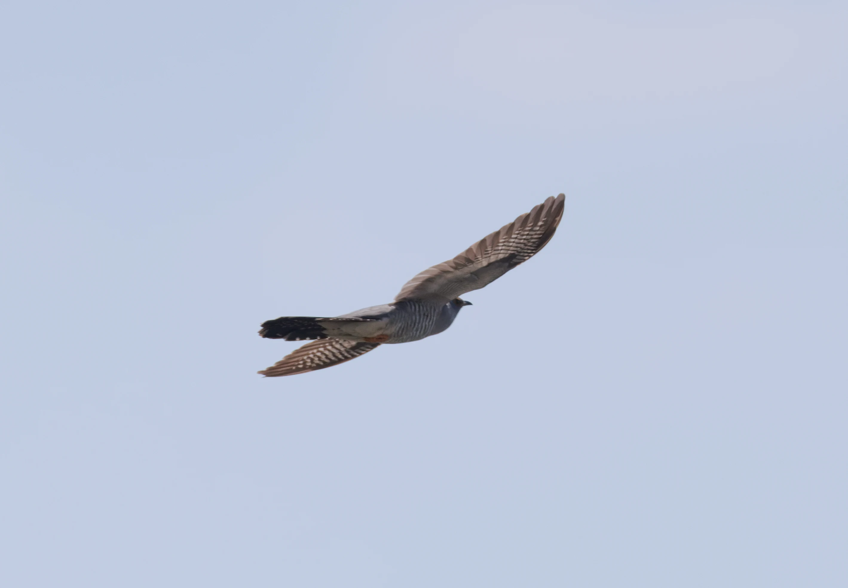 Common Cuckoo, Danube Delta, Romania — photo by Orlando Prugel-Bennett