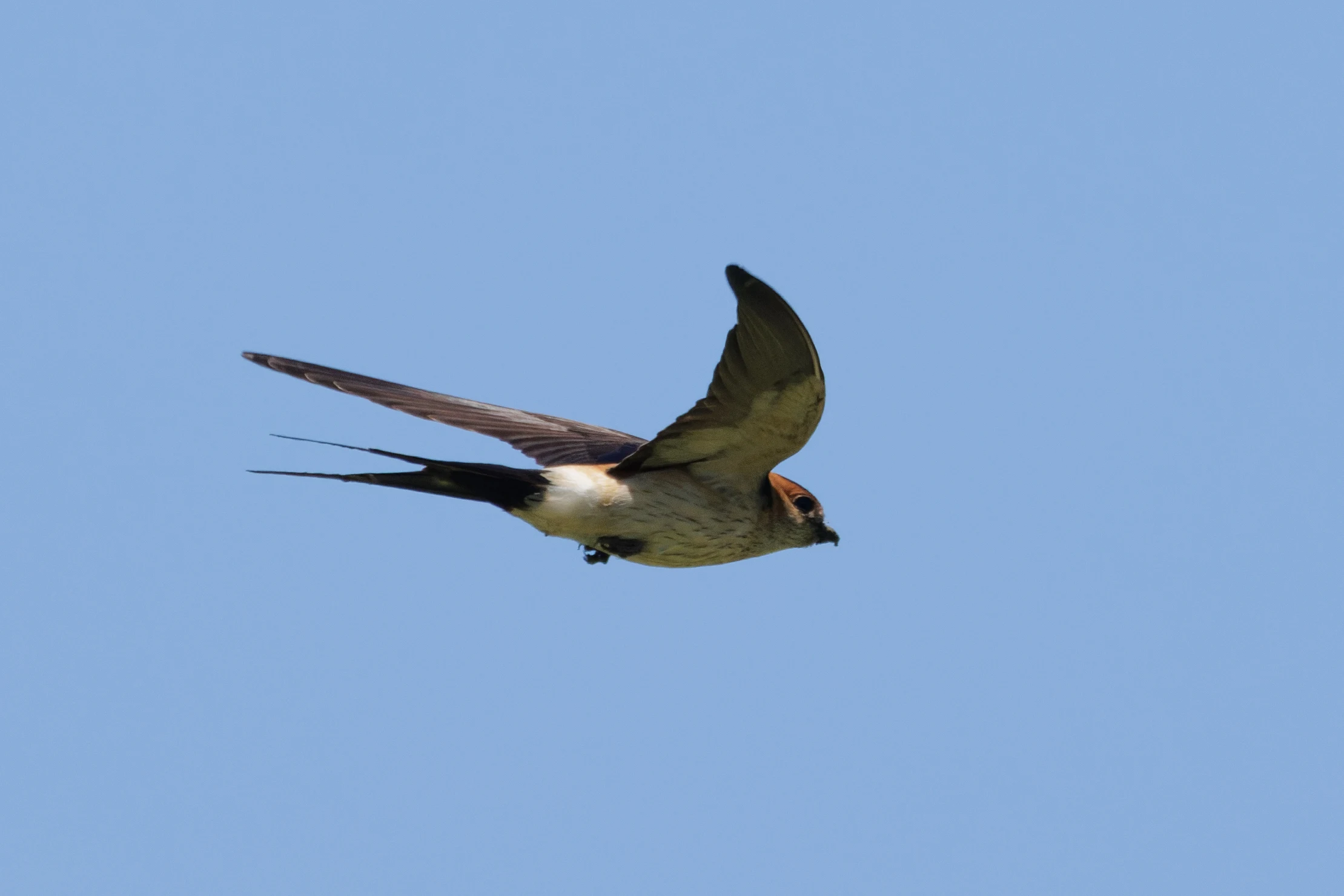 European red-rumped swallow, Romanian Steppe, Romania — photo by Orlando Prugel-Bennett