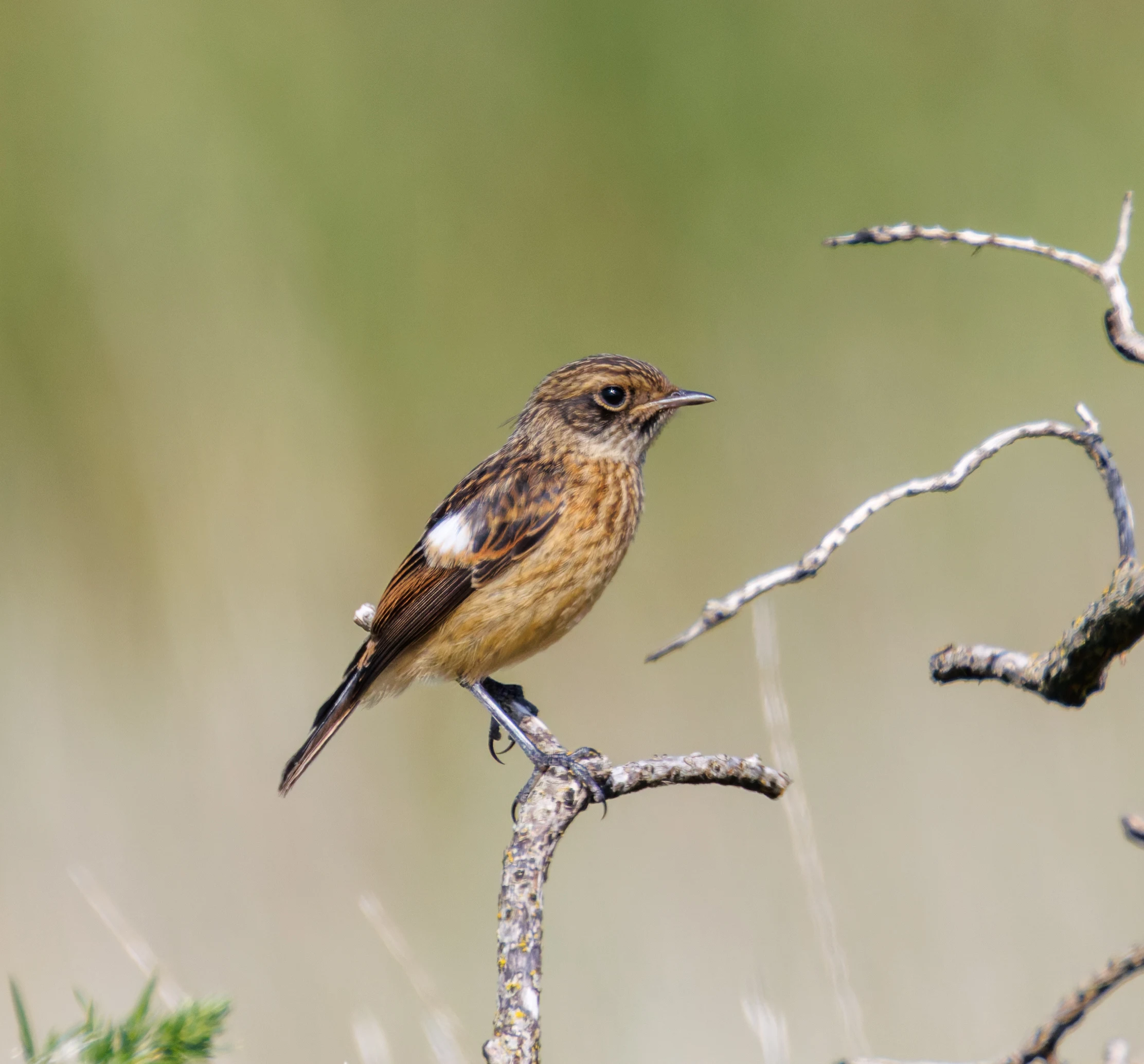 European Stonechat, Hamble, Hampshire, UK — photo by Orlando Prugel-Bennett