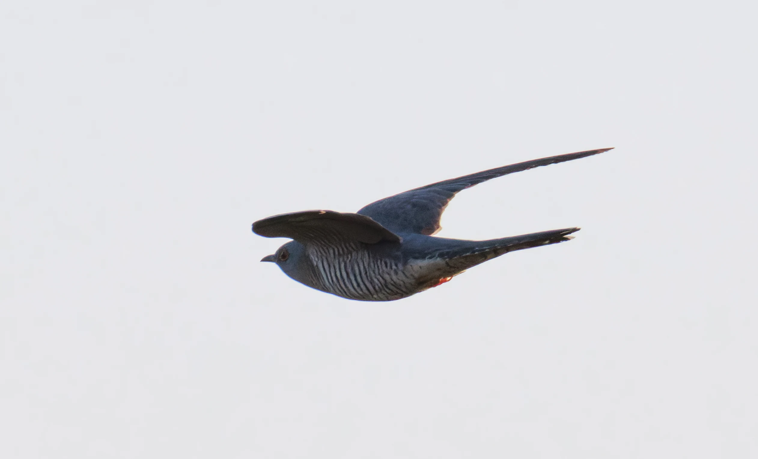 Common Cuckoo, Pig Bush, Hampshire, UK — photo by Orlando Prugel-Bennett