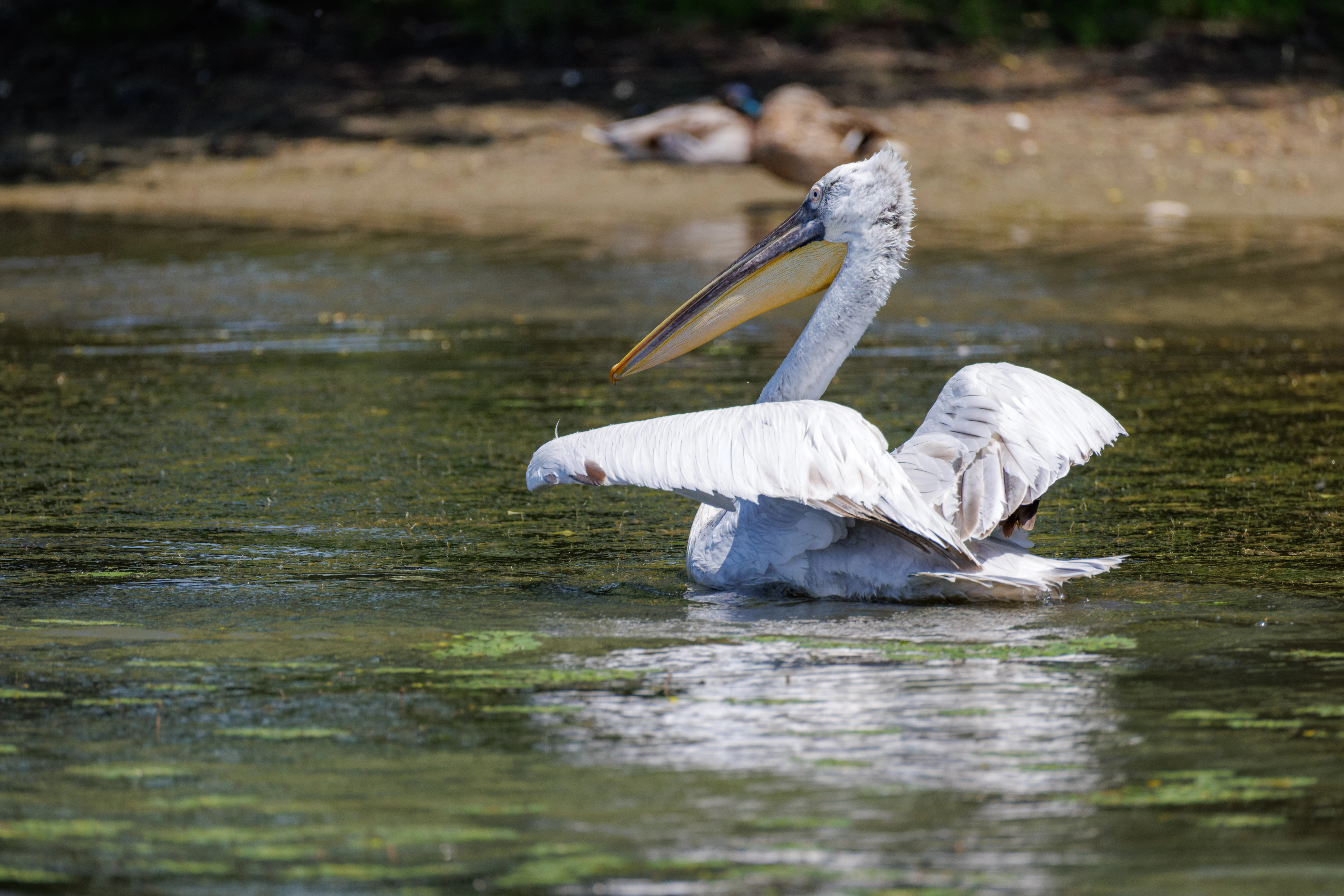 Dalmatian Pelican, Danube Delta, Romania — photo by Orlando Prugel-Bennett
