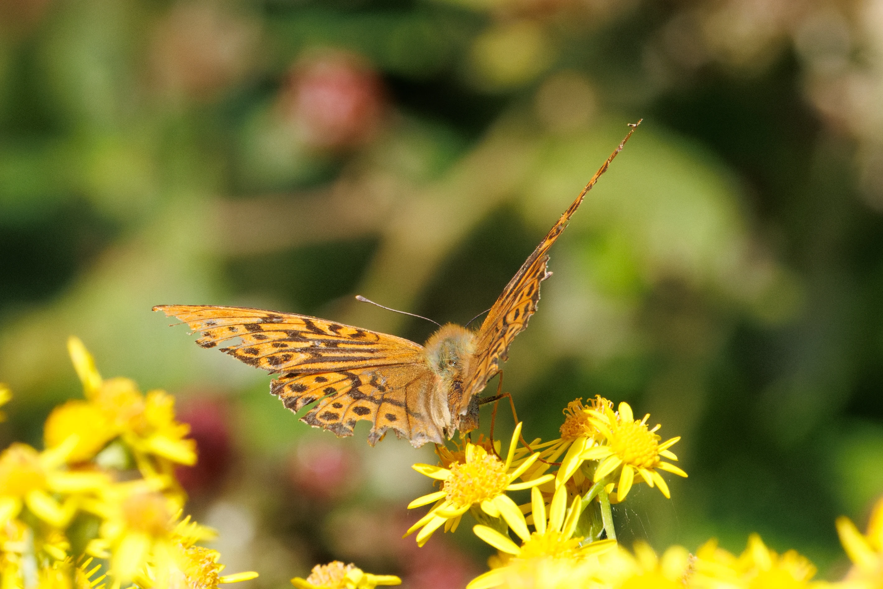 Silver-washed Fritillary butterfly, Knepp, Horsham, West Sussex, UK — photo by Orlando Prugel-Bennett