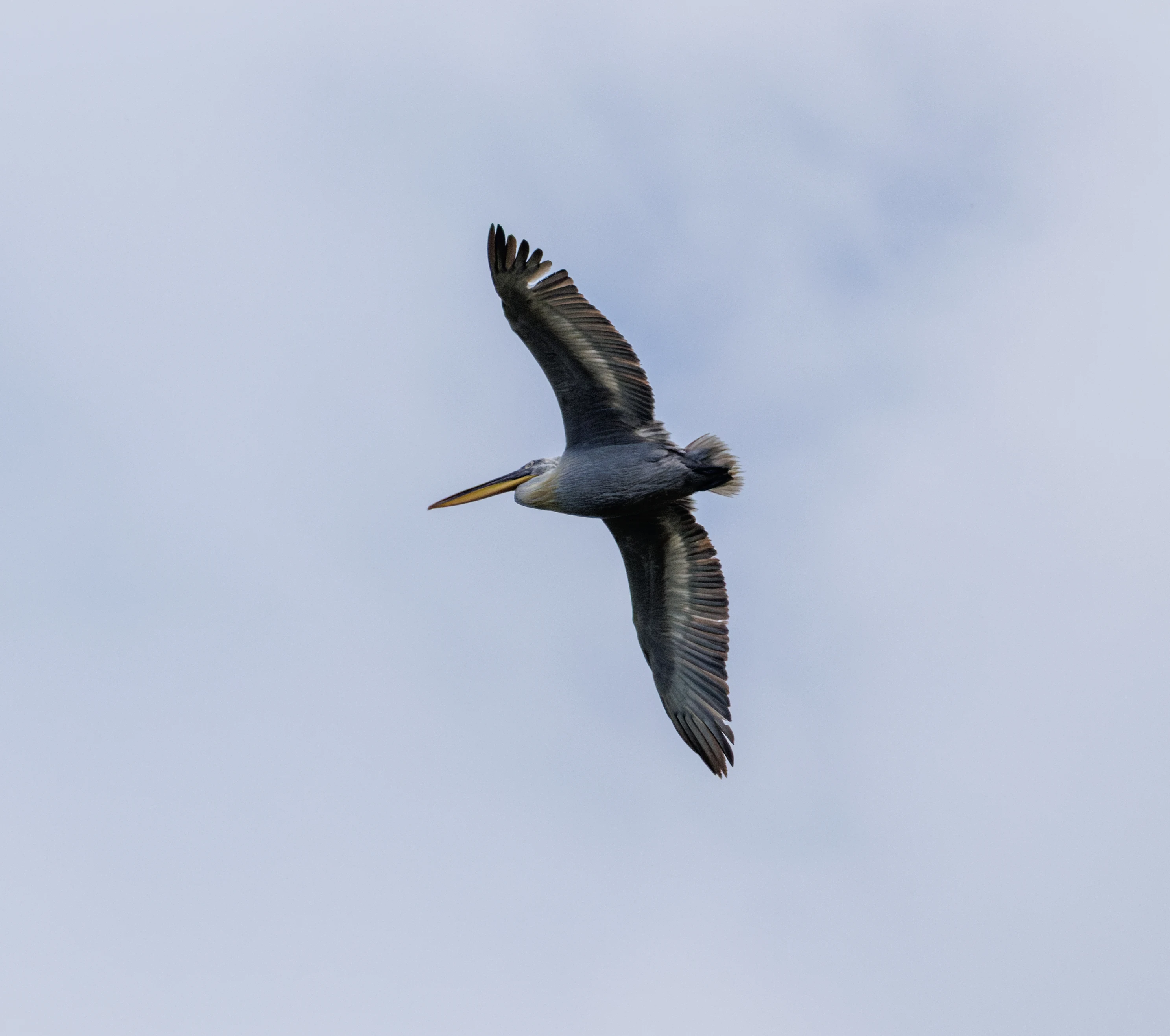 Dalmatian Pelican in flight, Danube Delta, Romania — photo by Orlando Prugel-Bennett