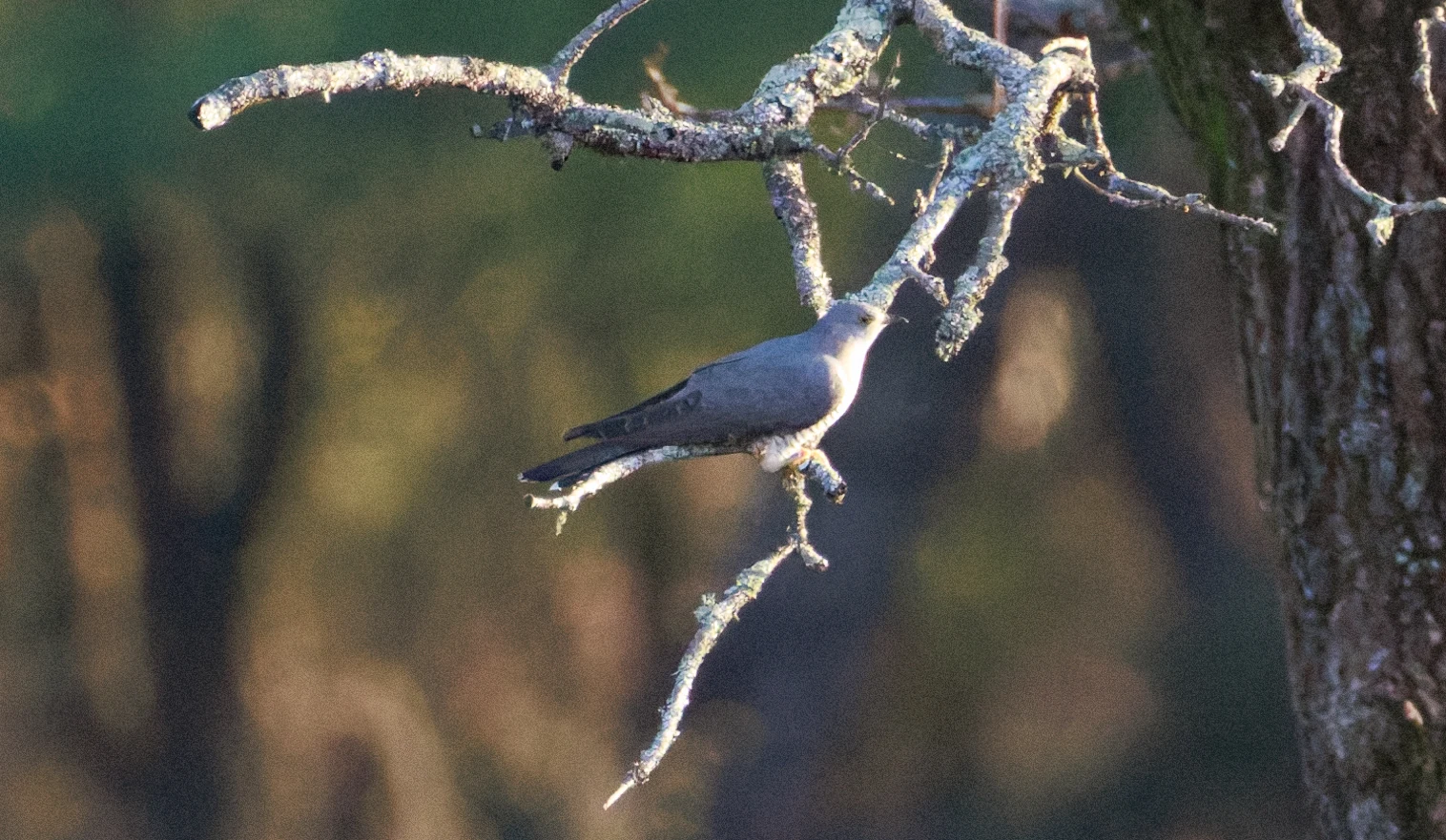 Common Cuckoo, Pig Bush, Hampshire, UK — photo by Orlando Prugel-Bennett
