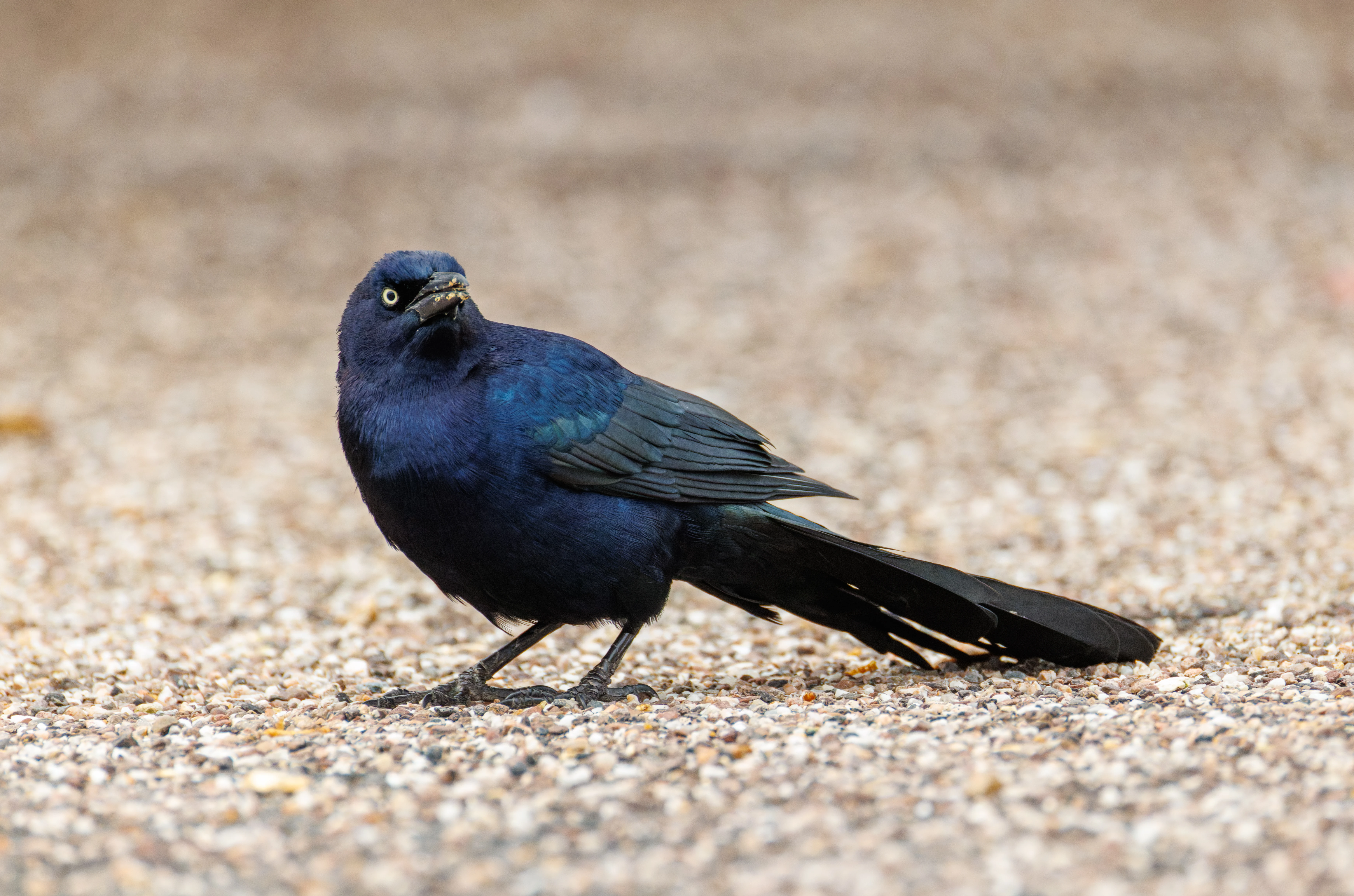 Great-Tailed Grackle, Calshot, Hampshire, UK — photo by Orlando Prugel-Bennett