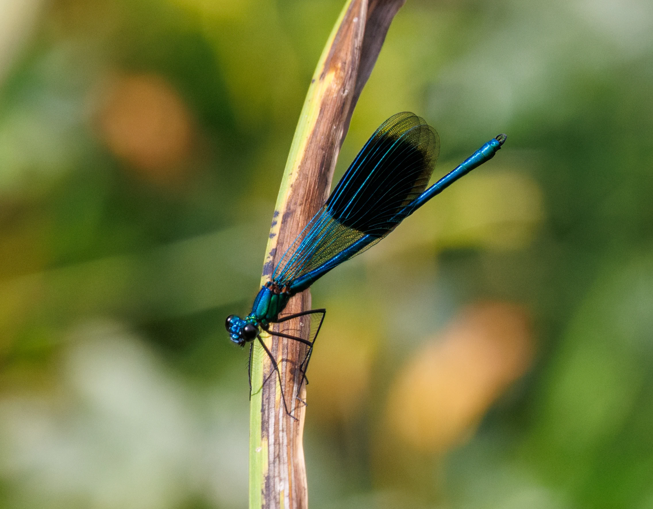Banded Demoiselle, Knepp, Horsham, West Sussex, UK — photo by Orlando Prugel-Bennett
