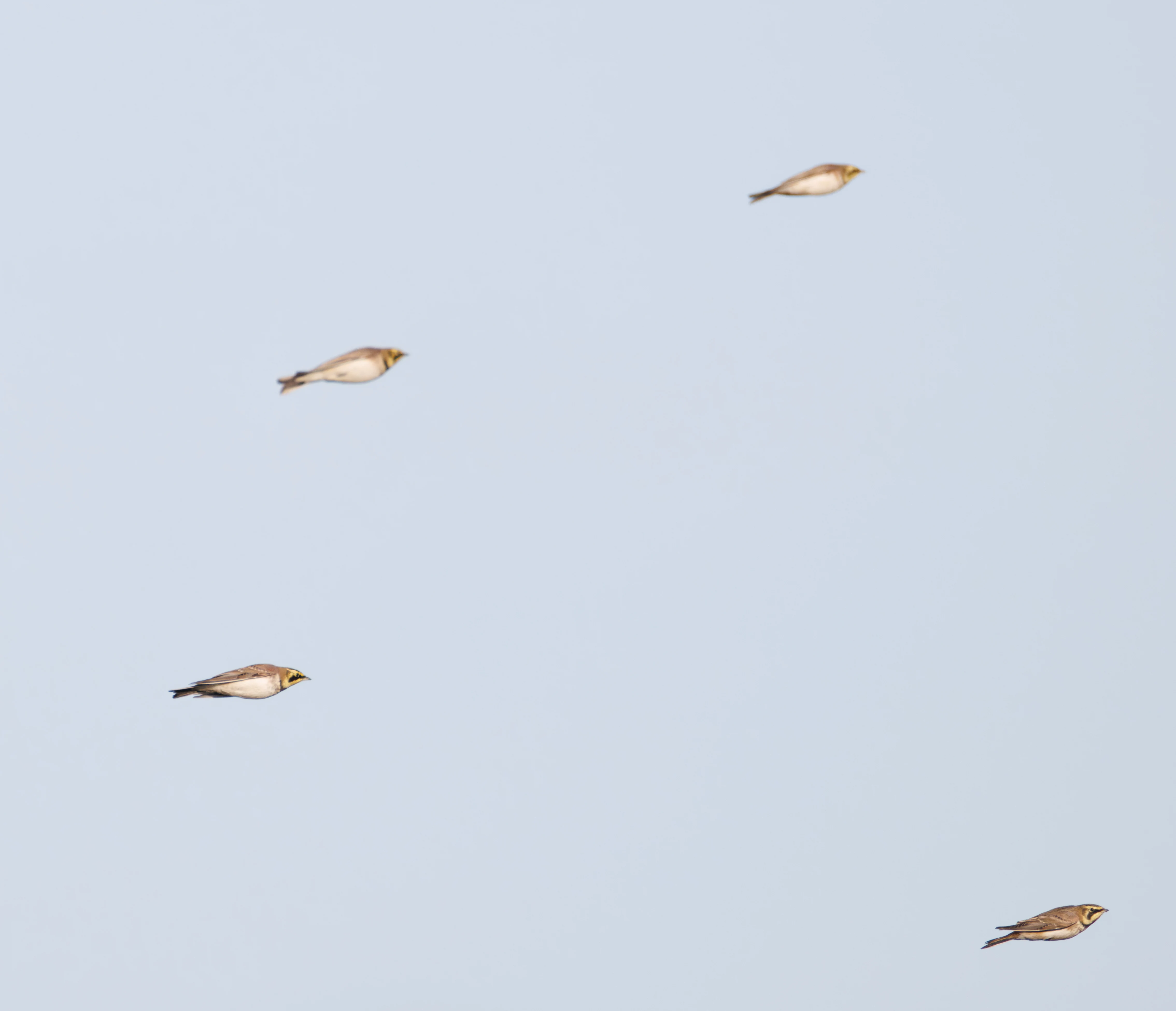 Shore Larks, Zeeland, Netherlands — photo by Orlando Prugel-Bennett