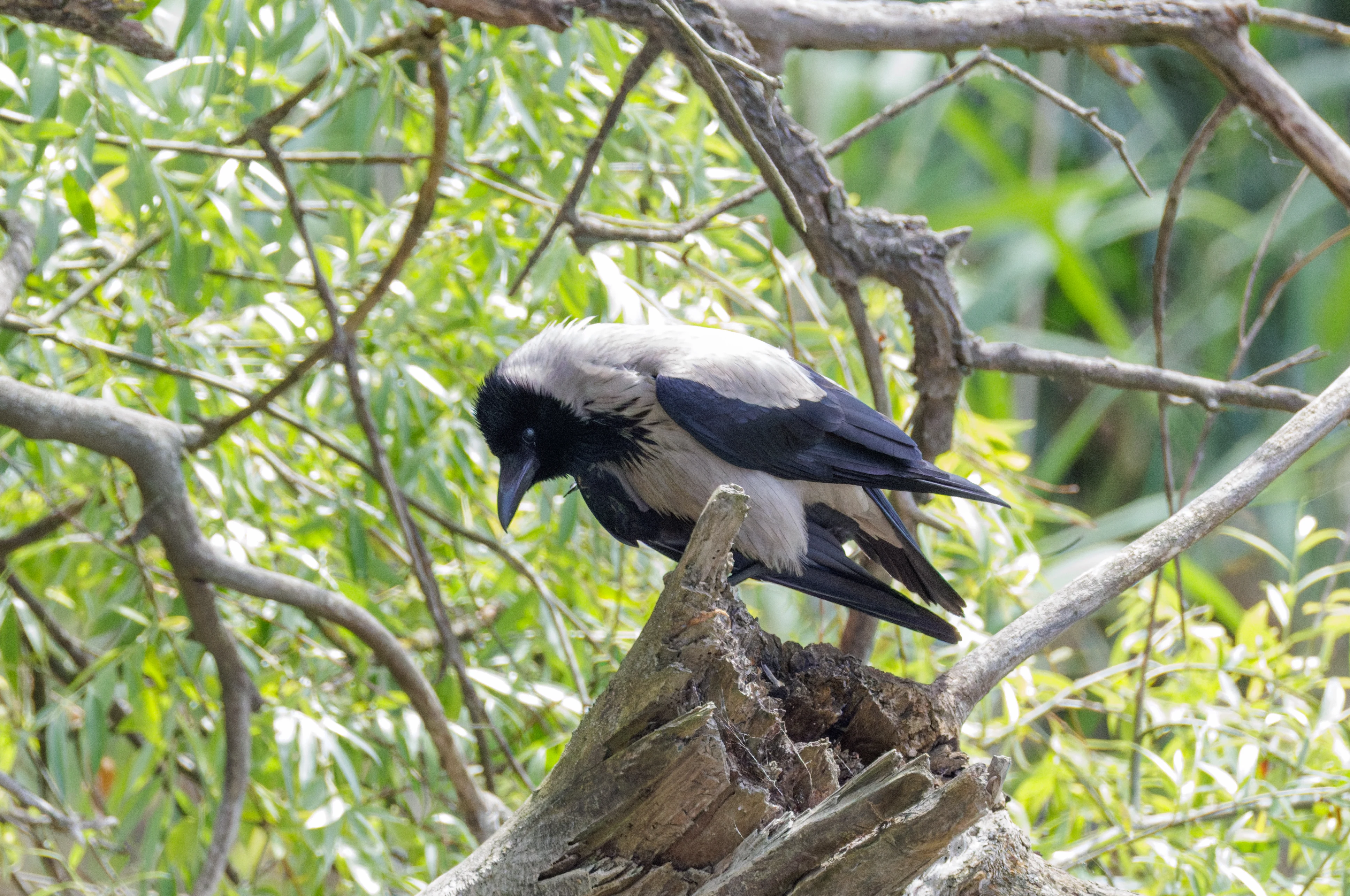 Hooded Crow, Danube Delta, Romania — photo by Orlando Prugel-Bennett