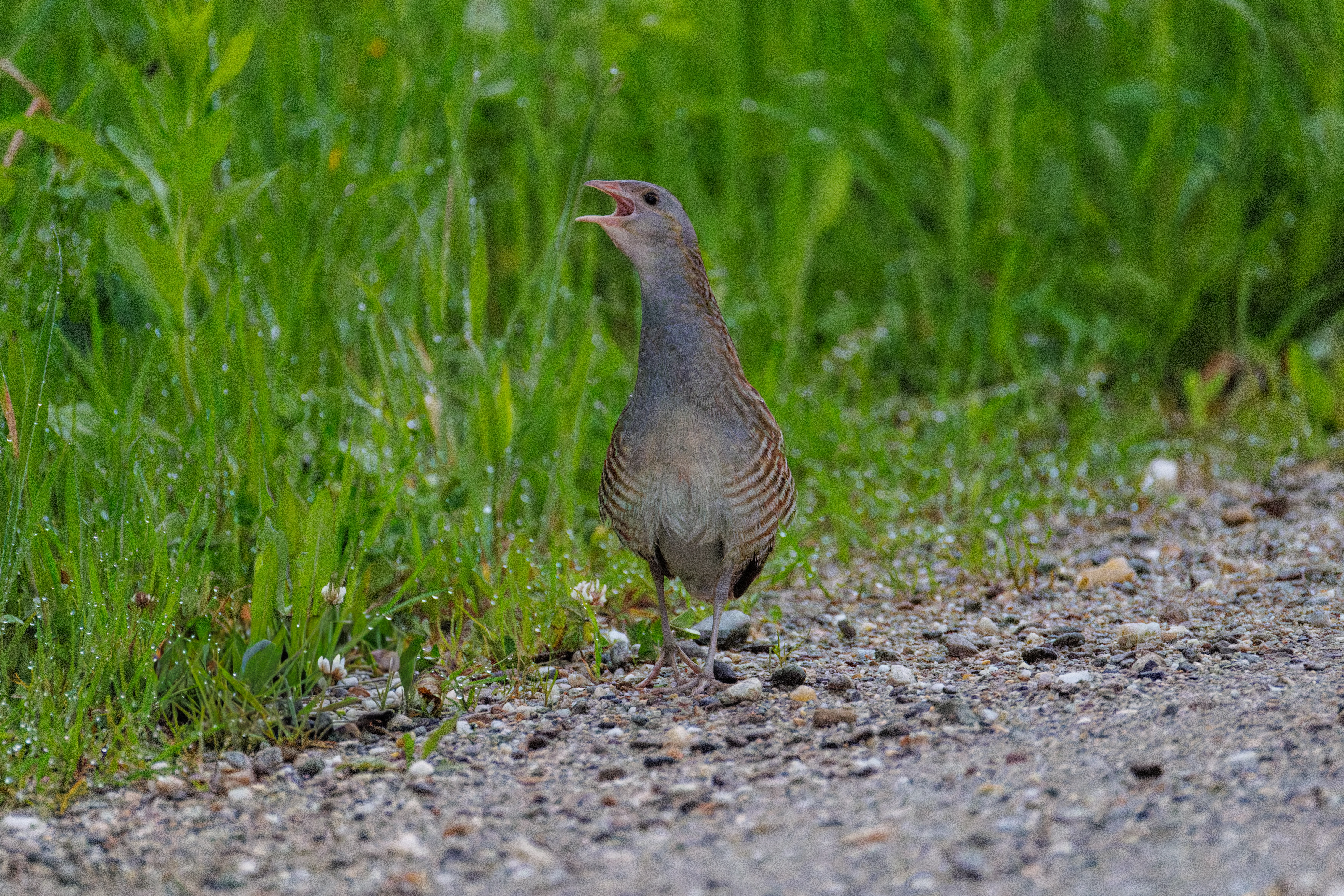 Corncrake, Transylvania, Romania — photo by Orlando Prugel-Bennett