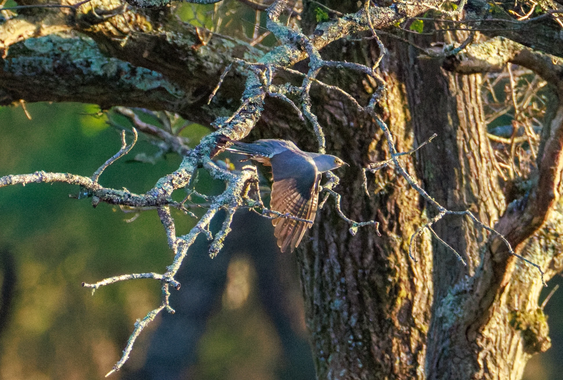 Common Cuckoo, Pig Bush, Hampshire, UK — photo by Orlando Prugel-Bennett