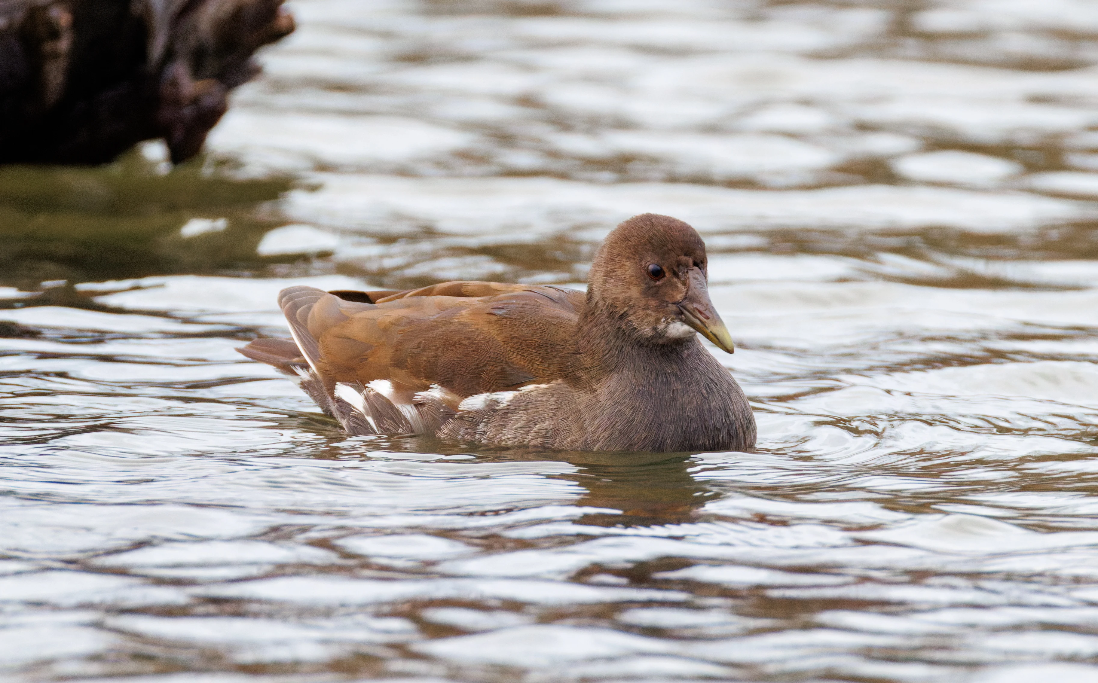 Juvenile Common Moorhen, Clot de Galvany, Alicante, Spain — photo by Orlando Prugel-Bennett
